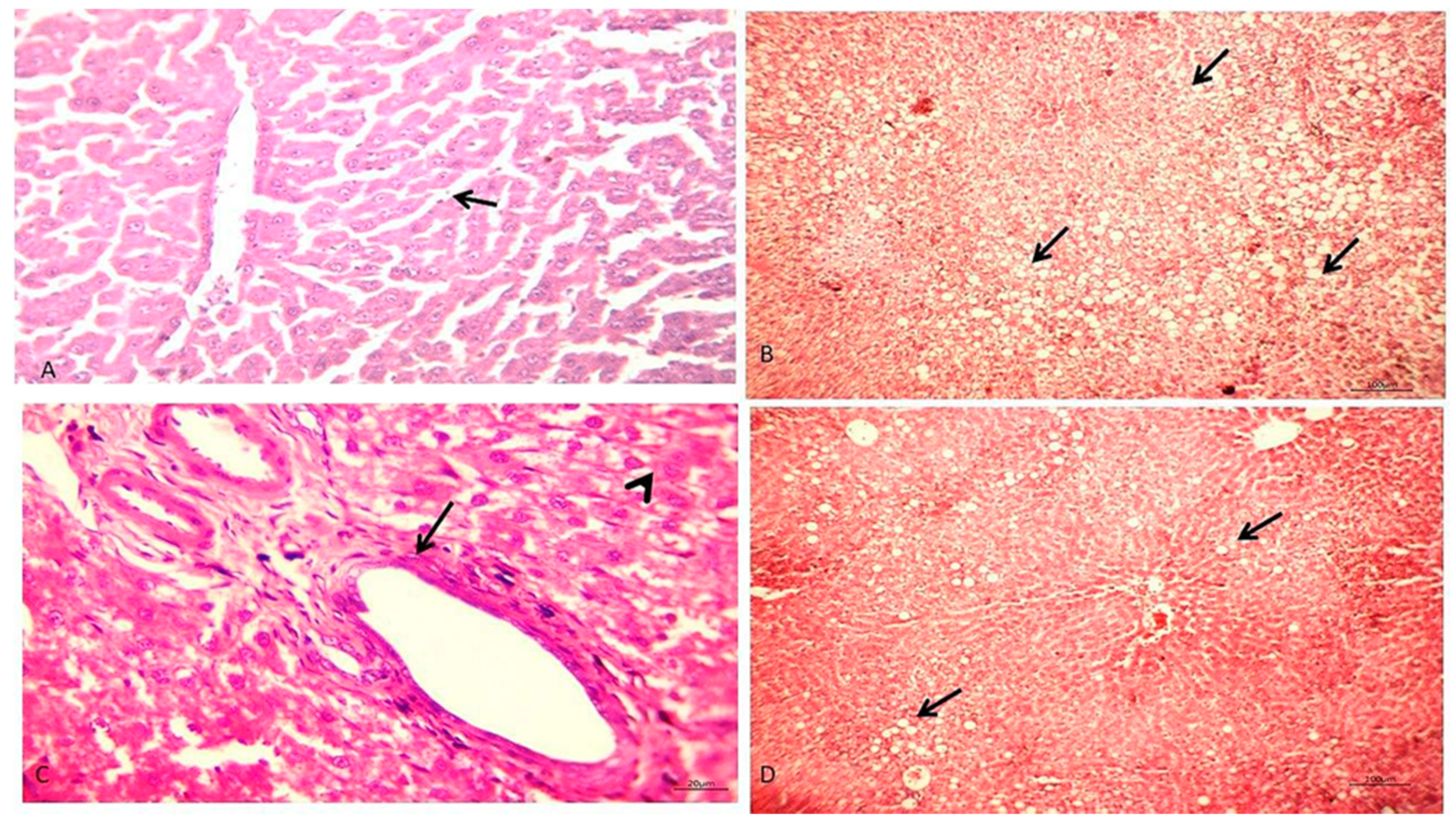 Biology 10 00335 g001