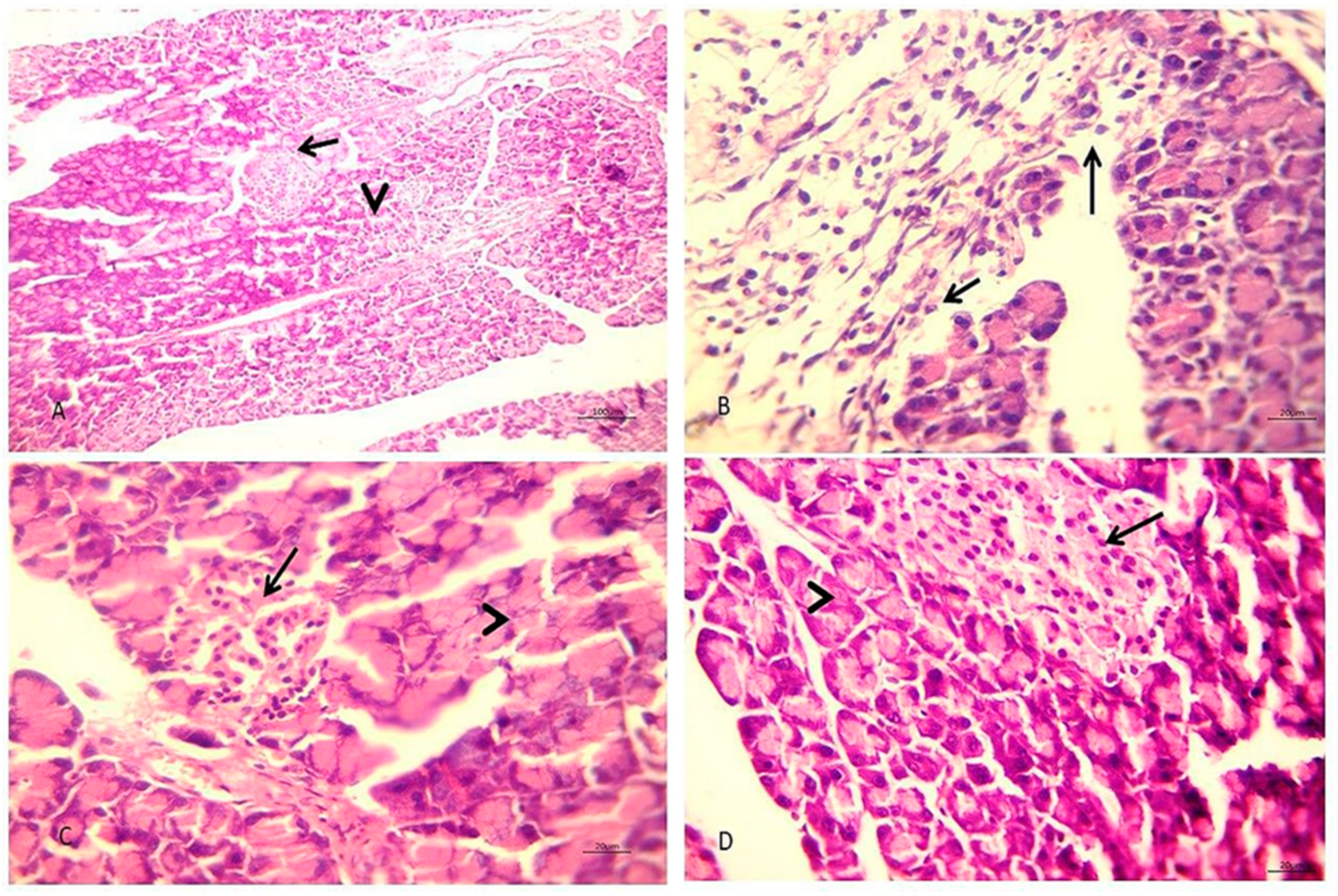 Biology 10 00335 g002