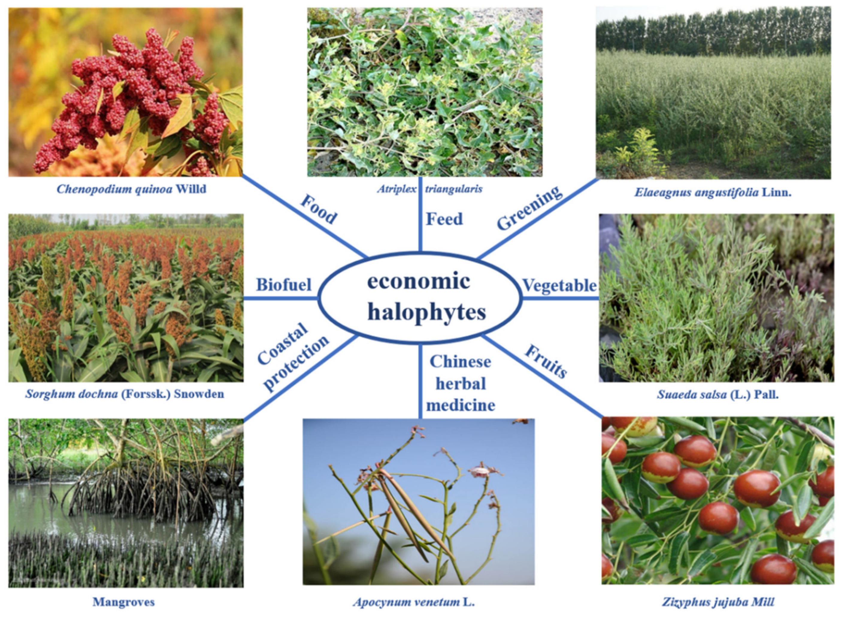 Biology 10 00353 g002 Biology 10 00353 g002