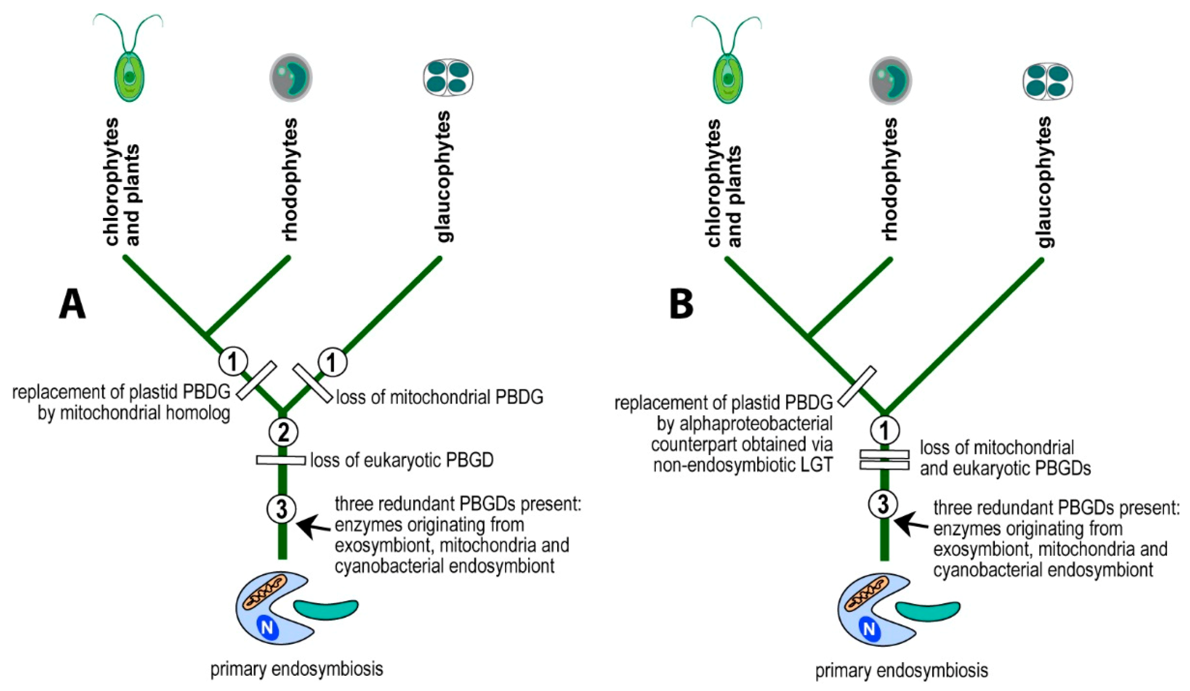 Biology 10 00386 g004