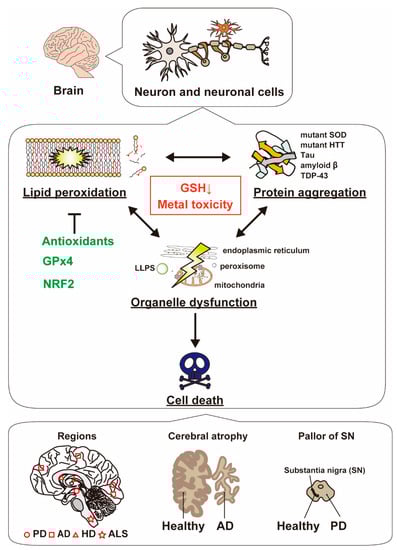 Biology 10 00399 g004