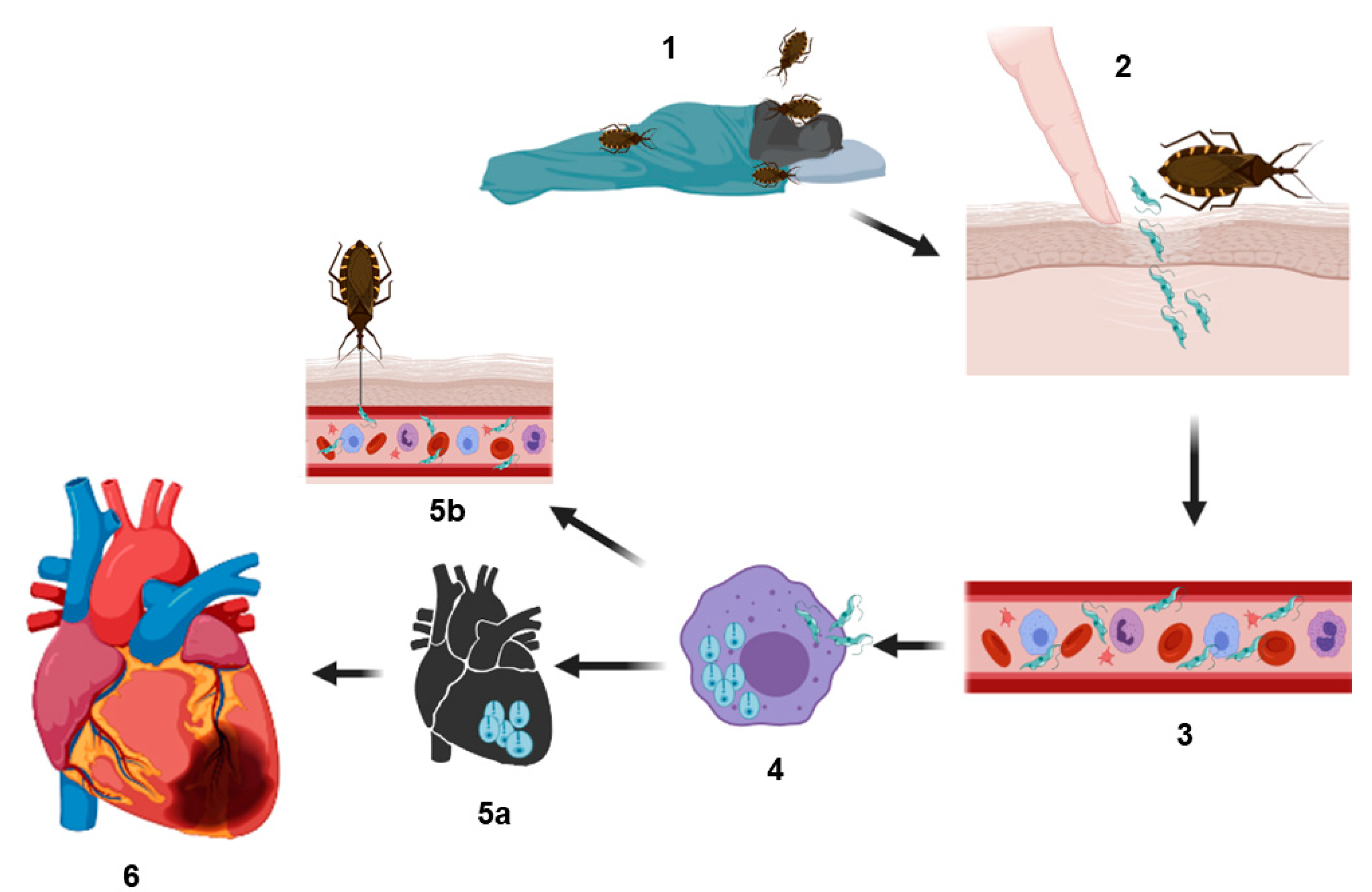 Biology 10 00411 g001