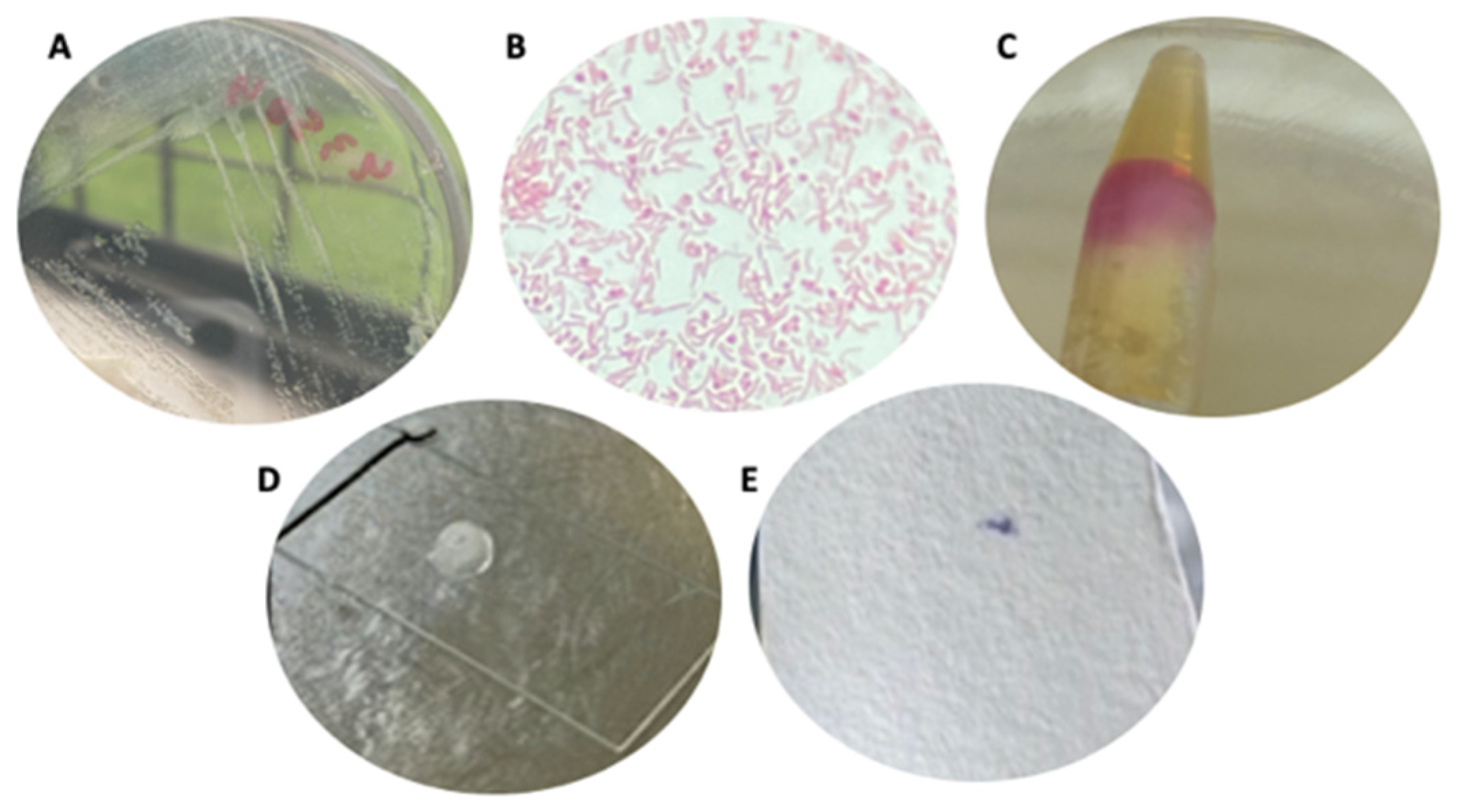 Biology 10 00426 g001
