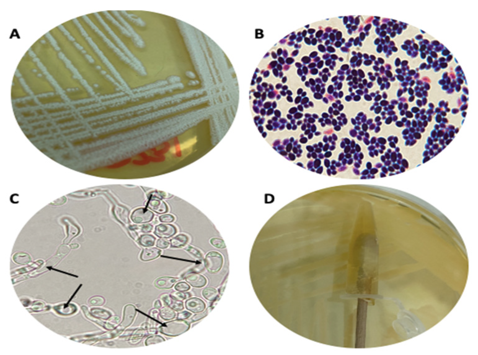Biology 10 00426 g002