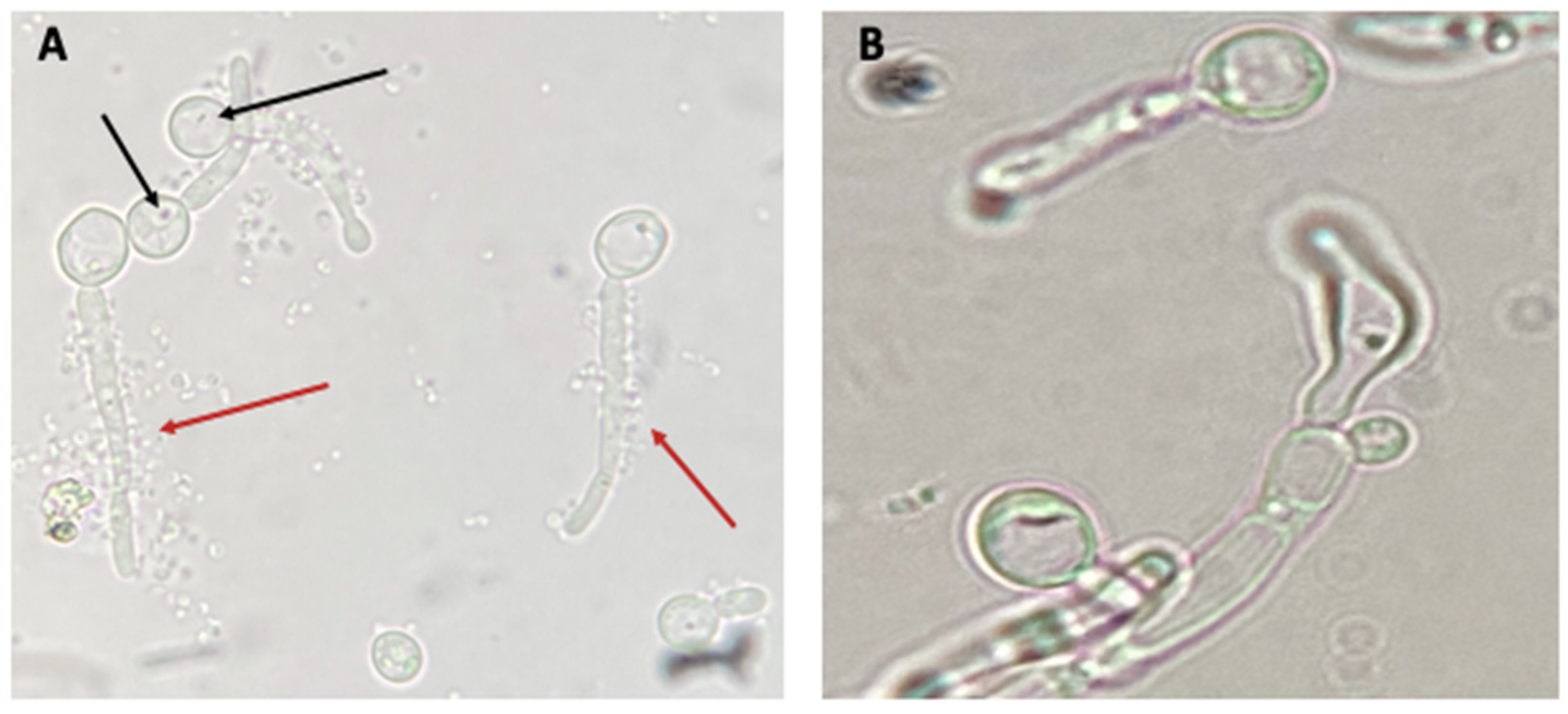Biology 10 00426 g005