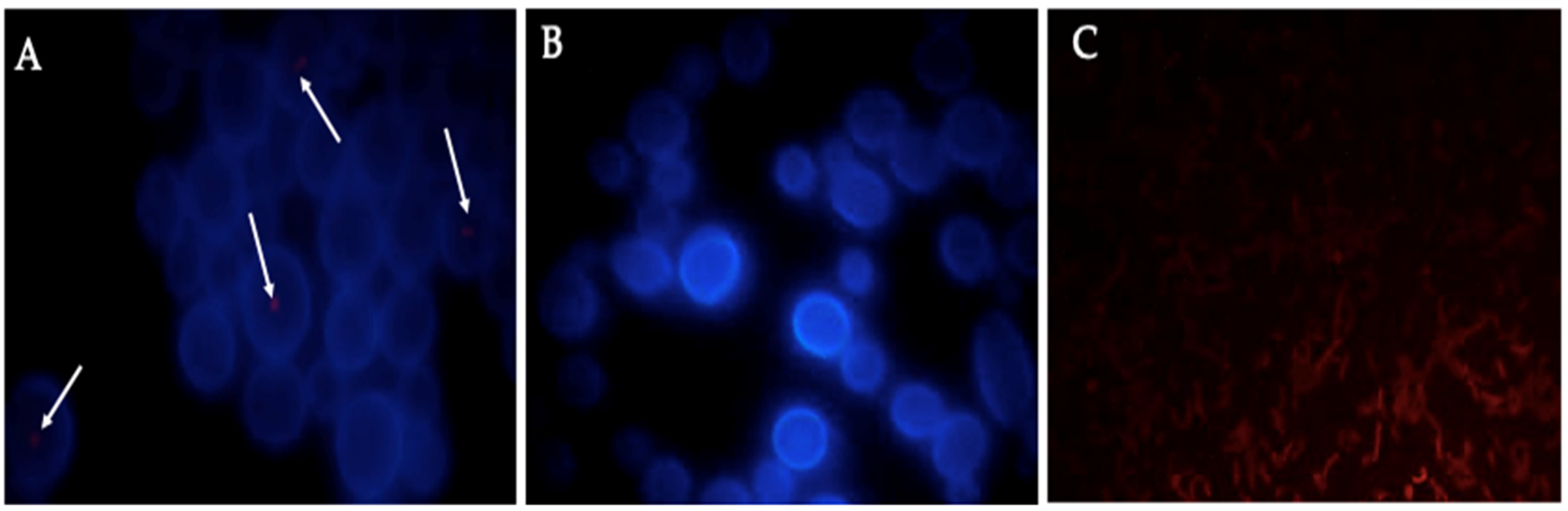 Biology 10 00426 g009