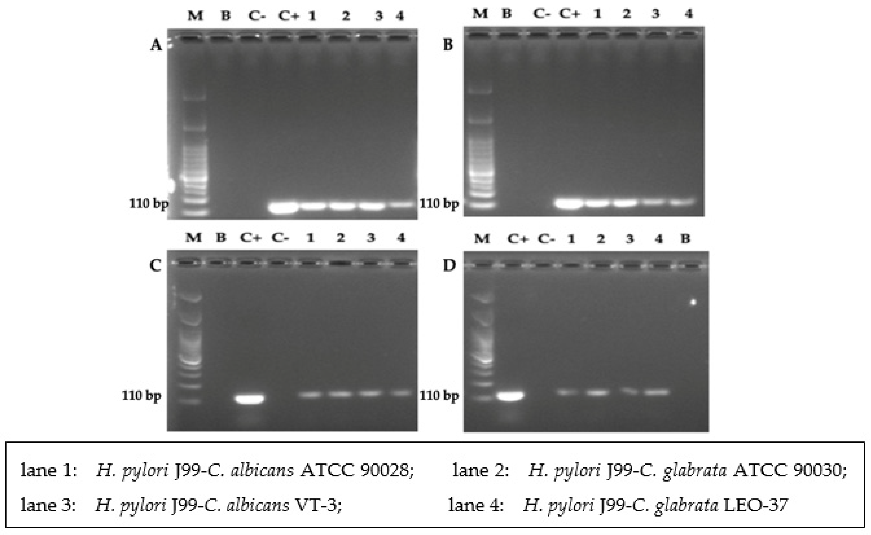 Biology 10 00426 g010