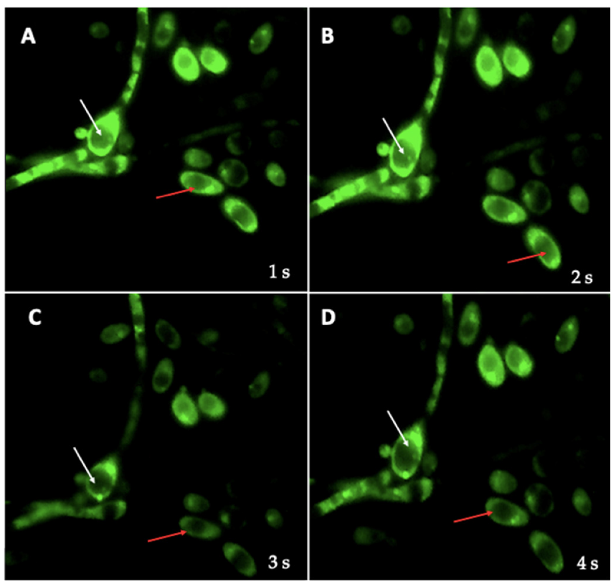 Biology 10 00426 g011