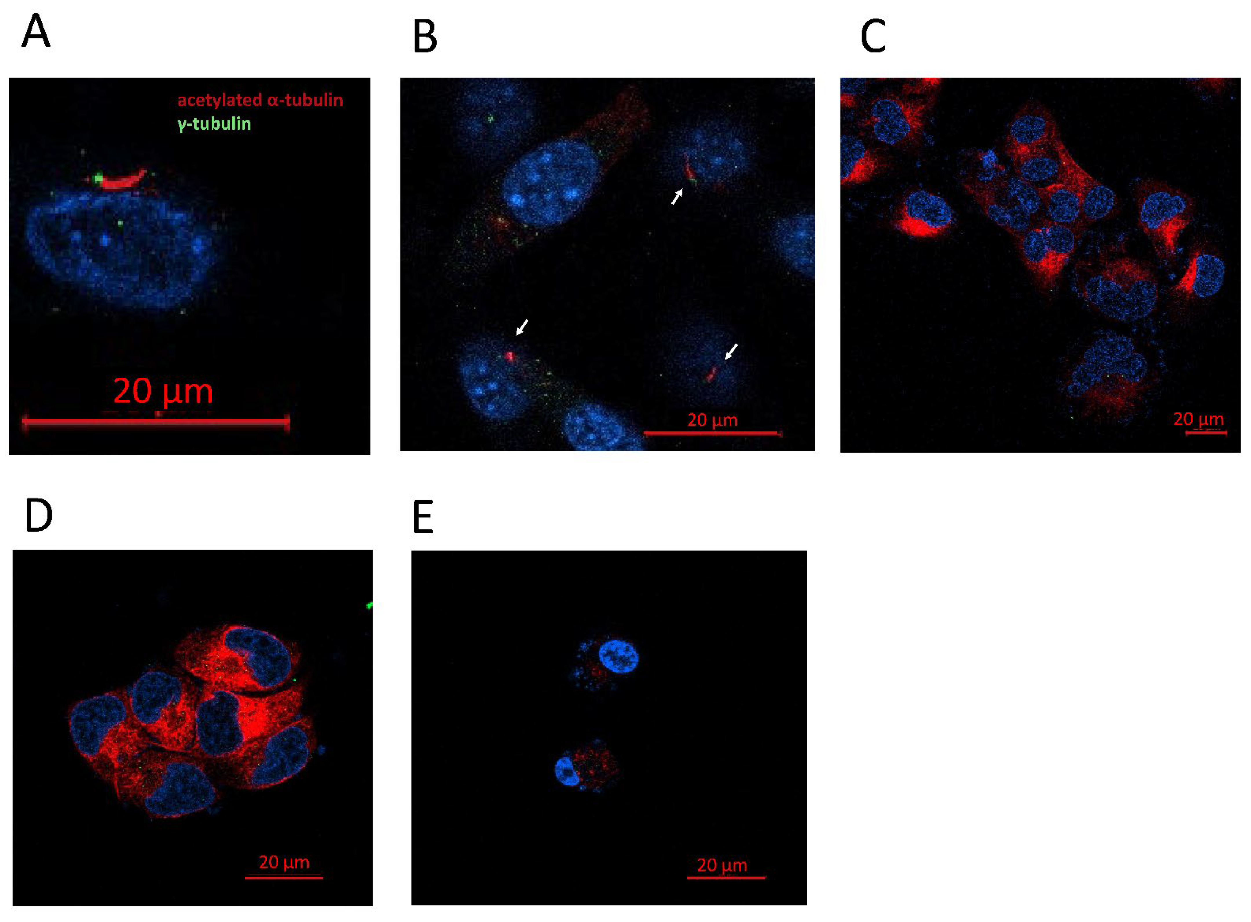Biology 10 00467 g005