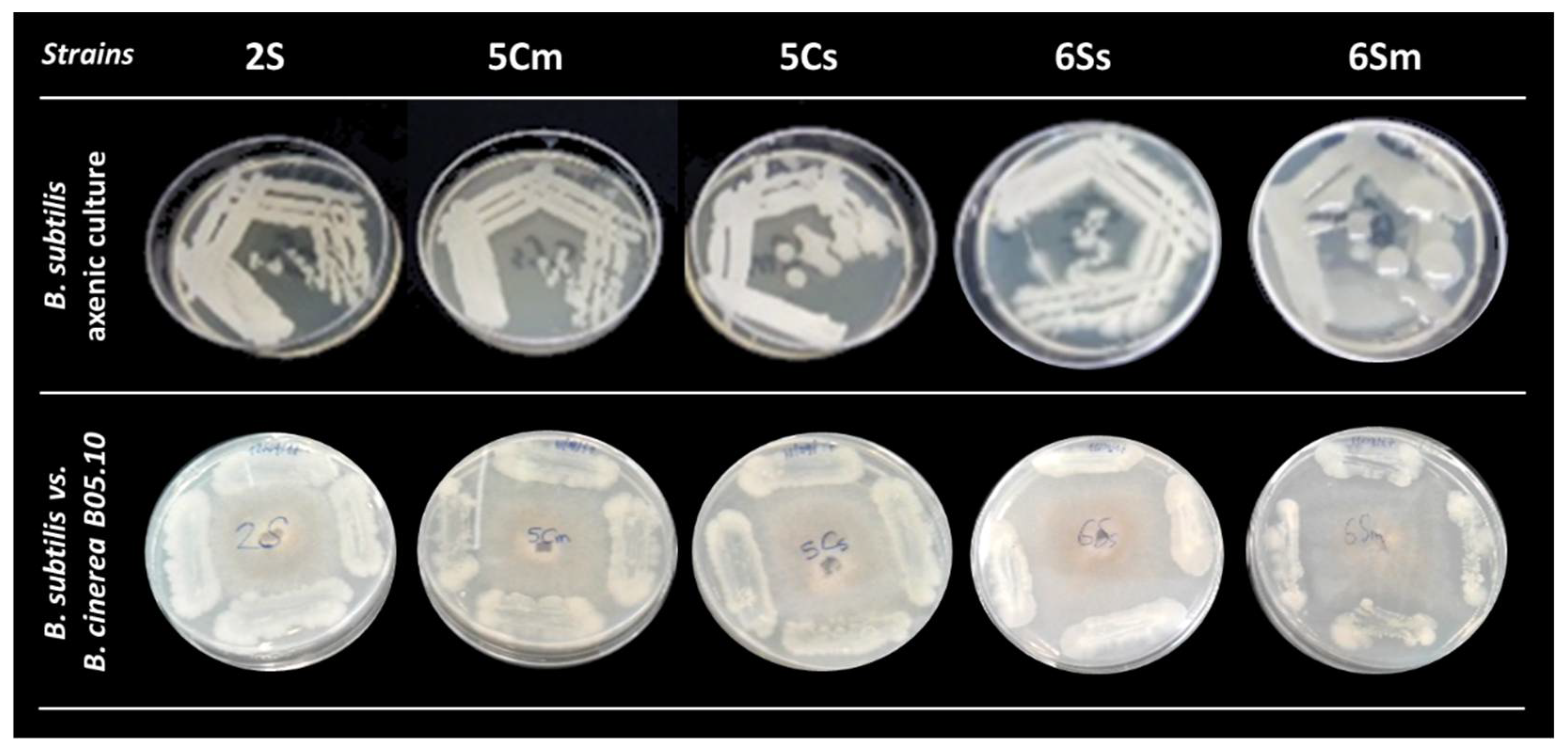 Biology 10 00492 g002 Biology 10 00492 g002