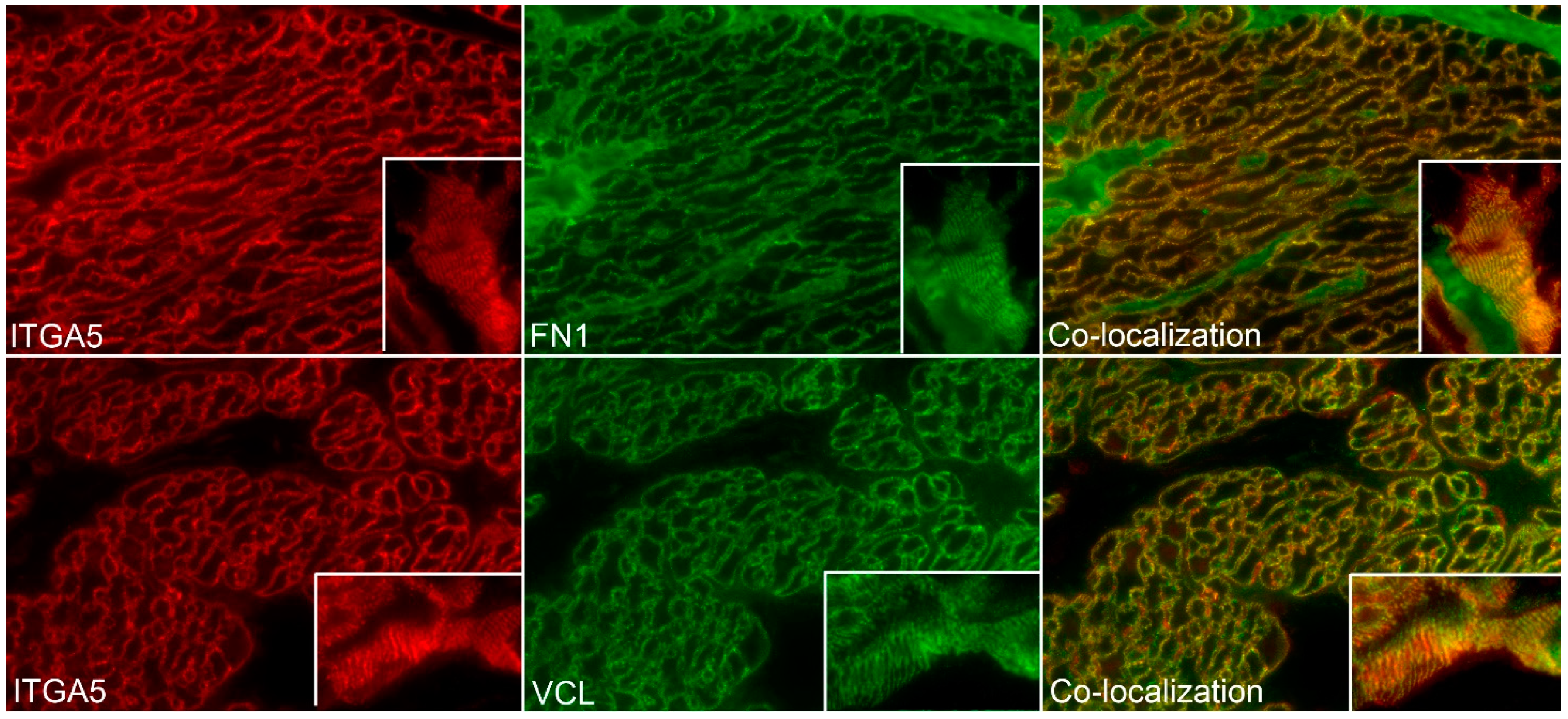 Biology 10 00508 g006 Biology 10 00508 g006