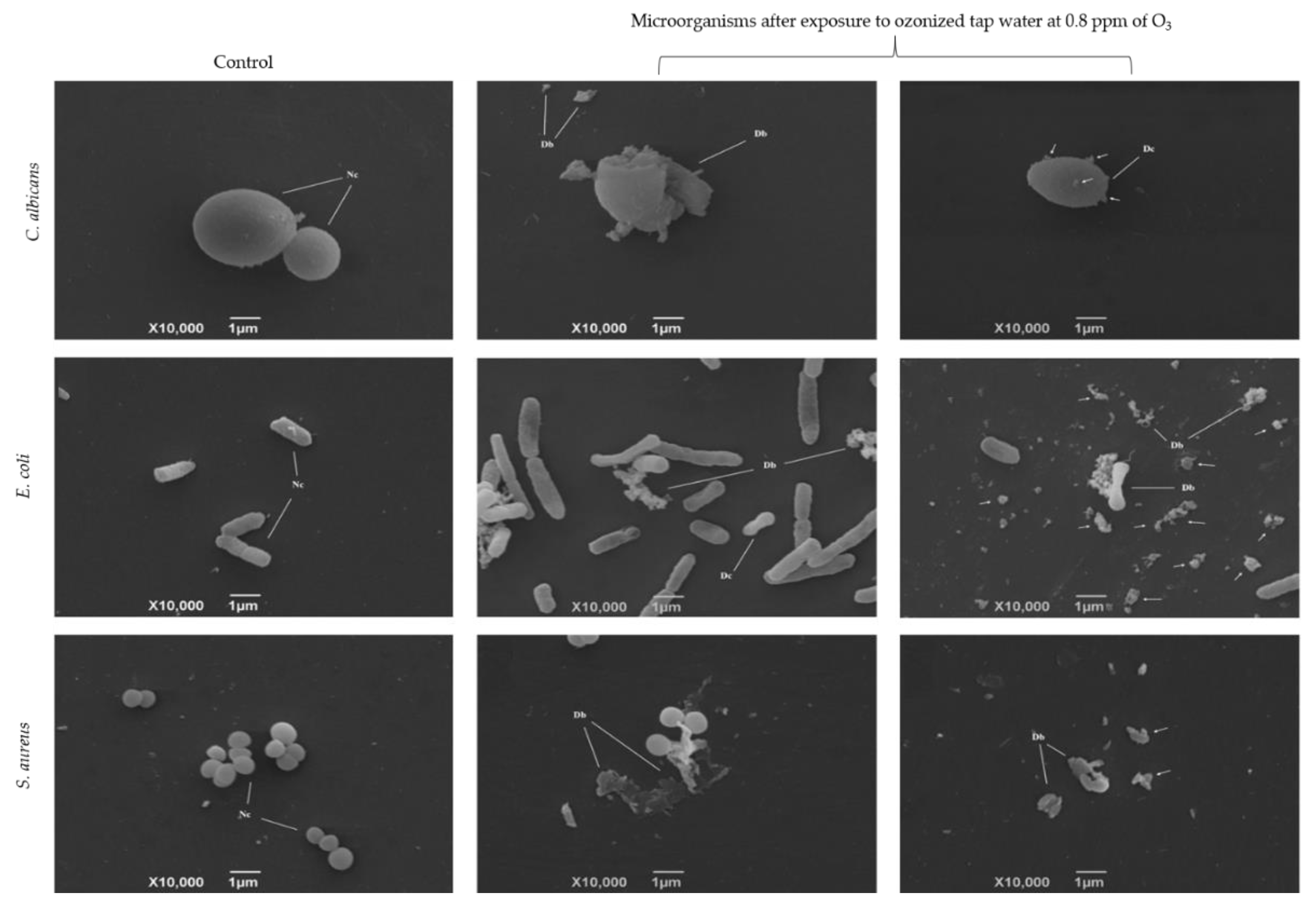 Biology 10 00525 g008