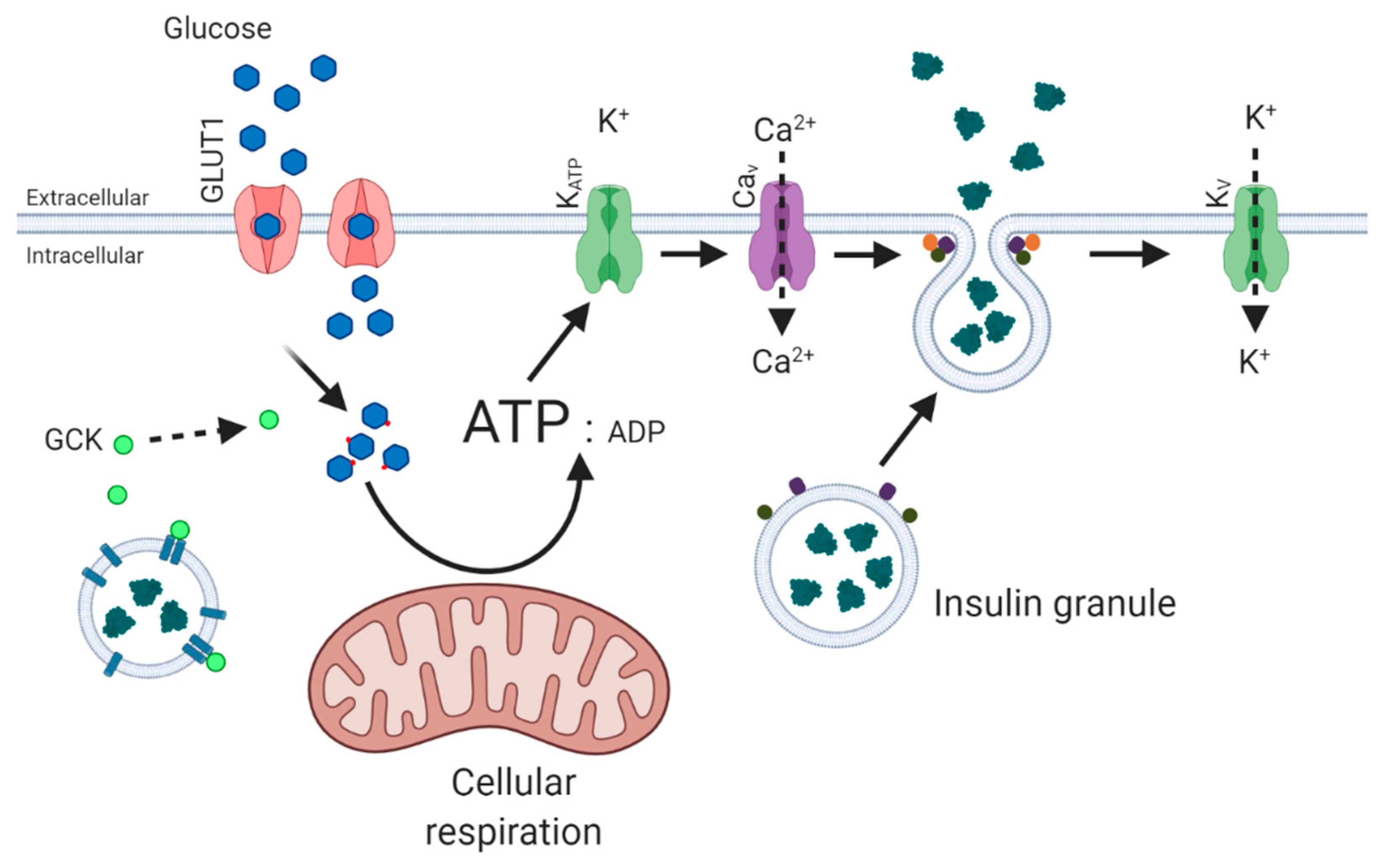 Biology 10 00534 g001 Biology 10 00534 g001
