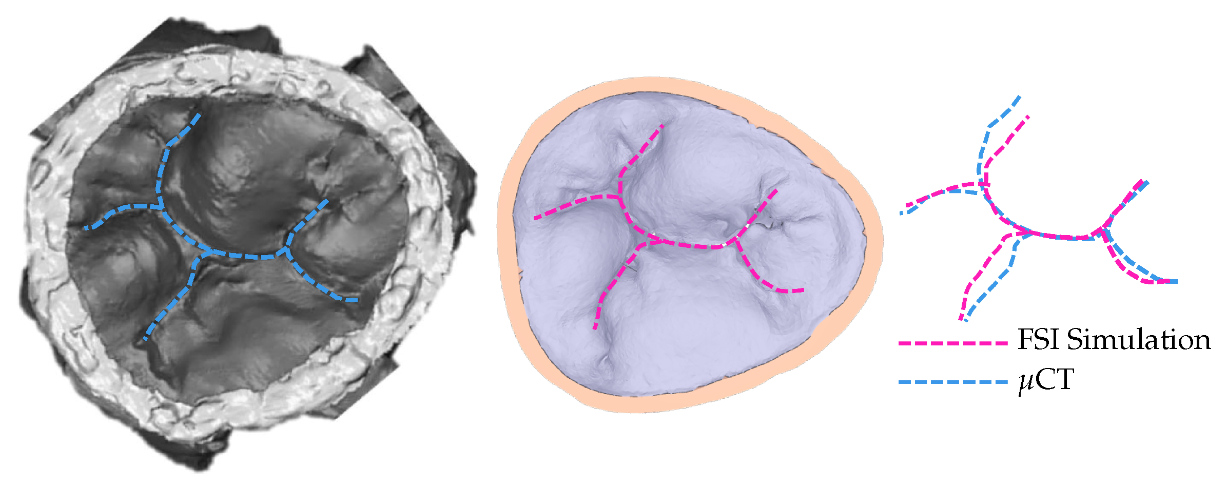 Biology 10 00536 g005
