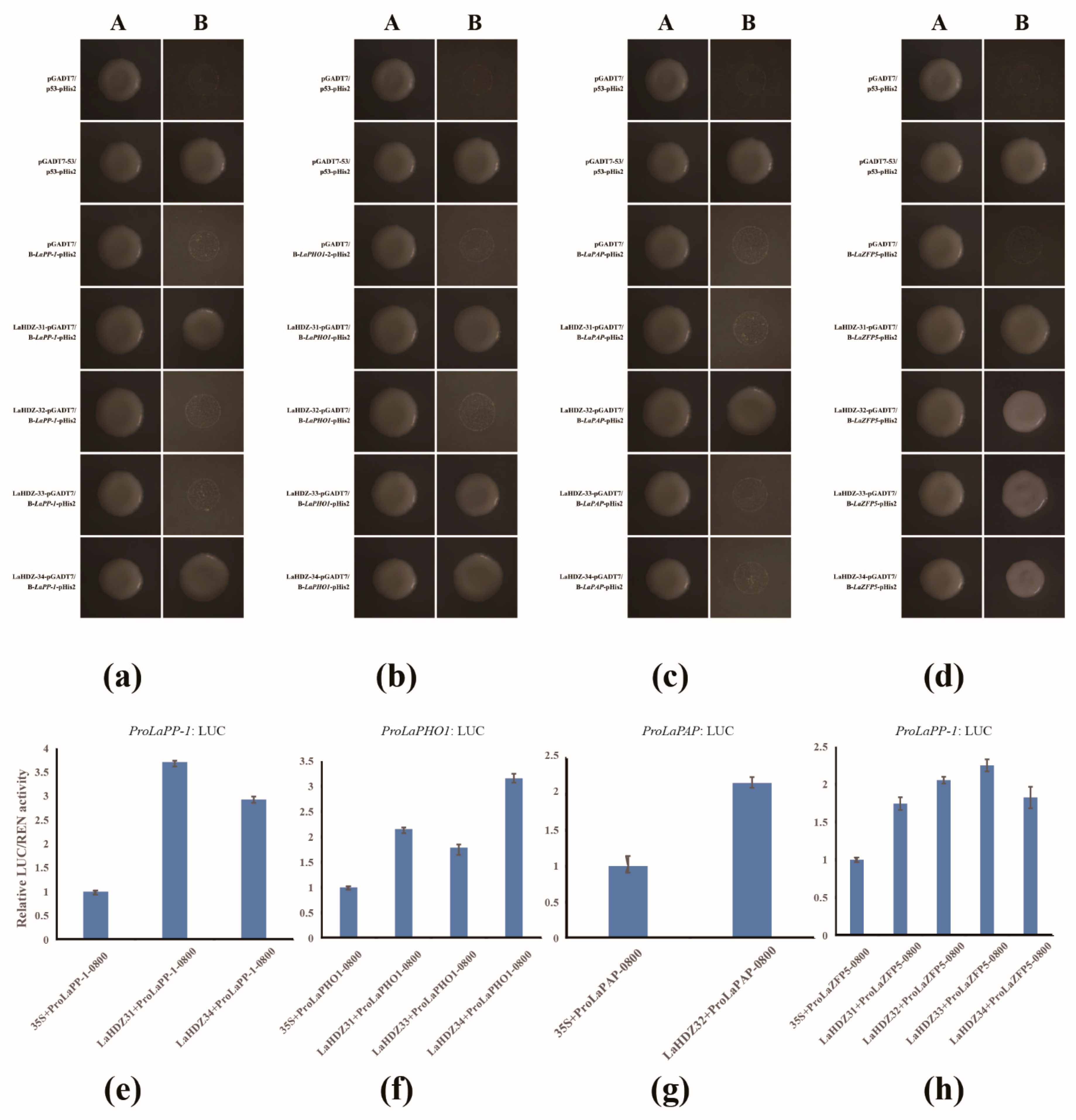Biology 10 00576 g011