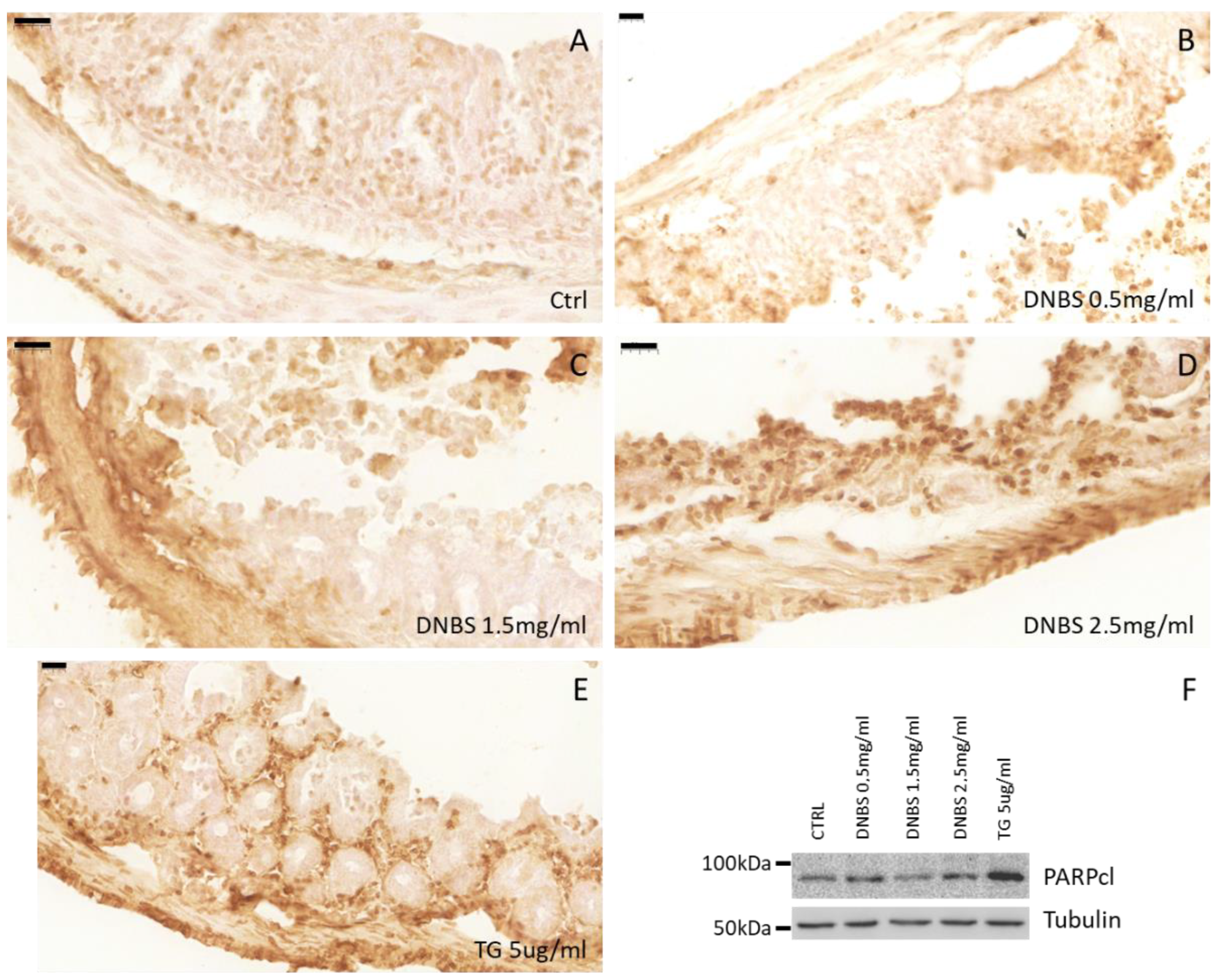 Biology 10 00605 g005