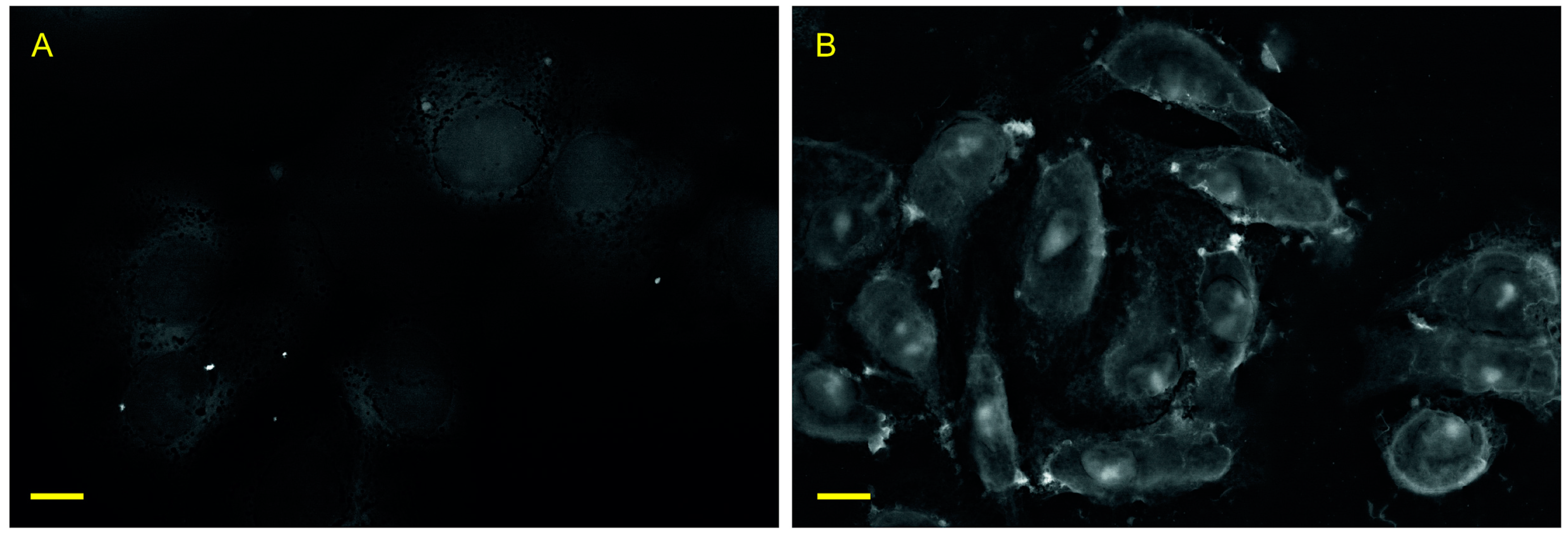 Biology 10 00607 g002