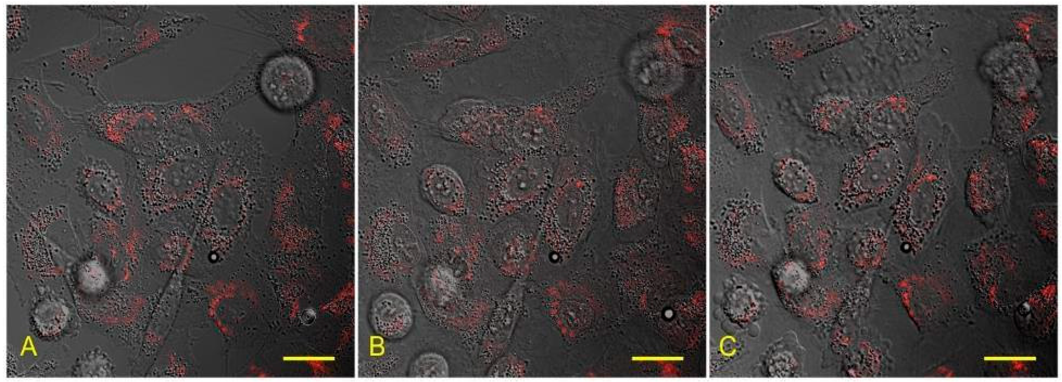 Biology 10 00607 g004