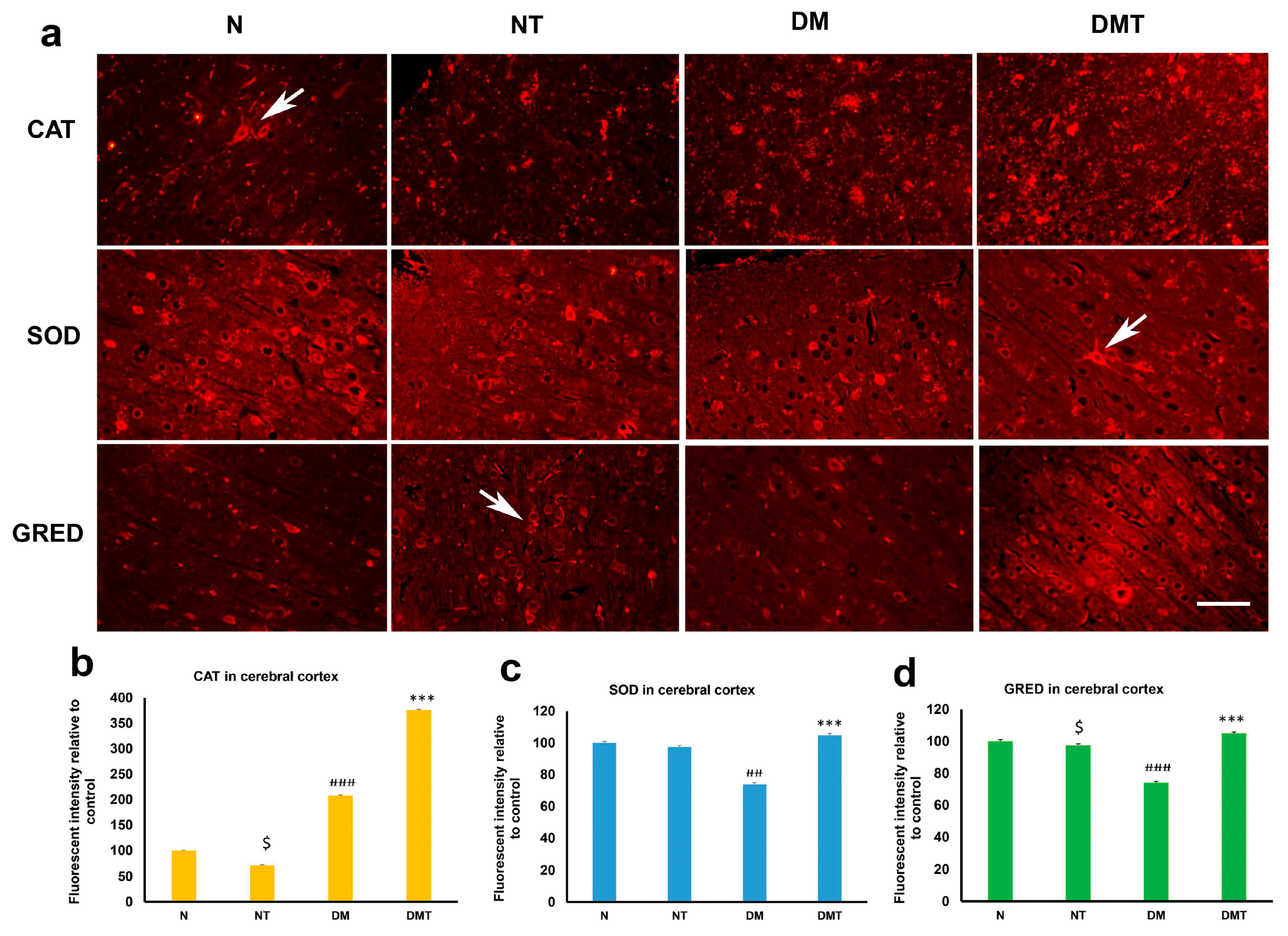 Biology 10 00621 g004