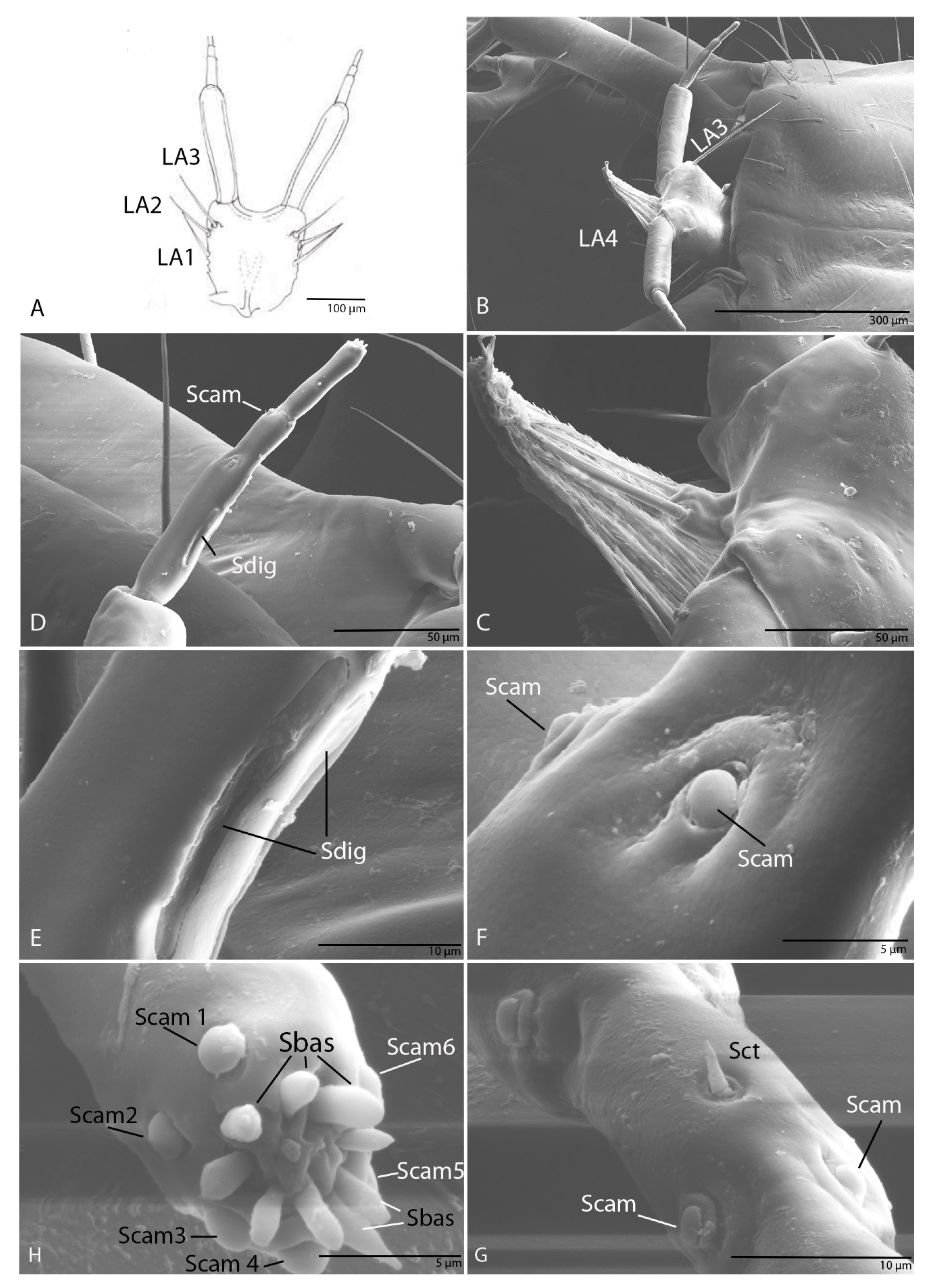 Biology 10 00627 g015 Biology 10 00627 g015