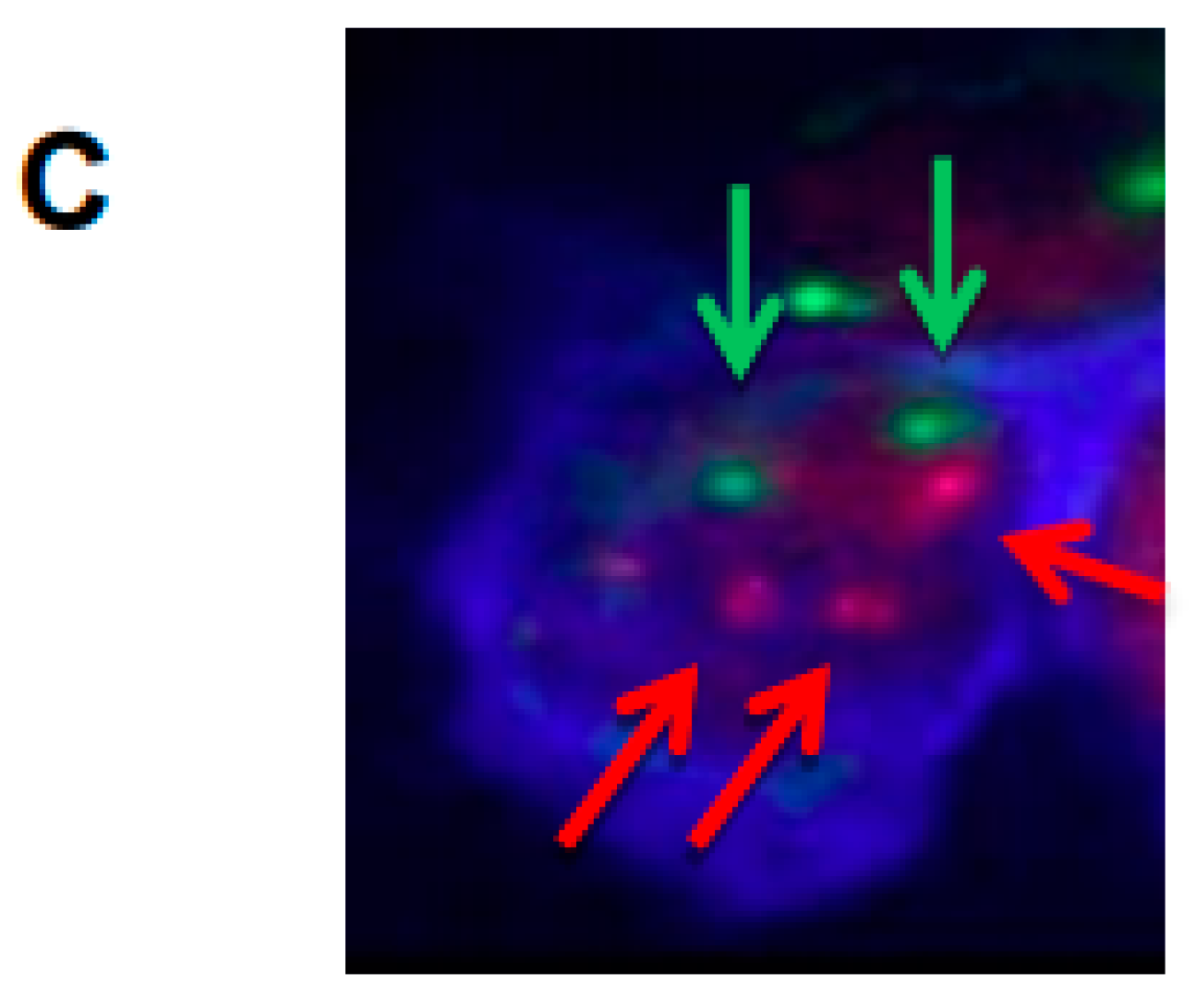Biology 10 00629 g003b