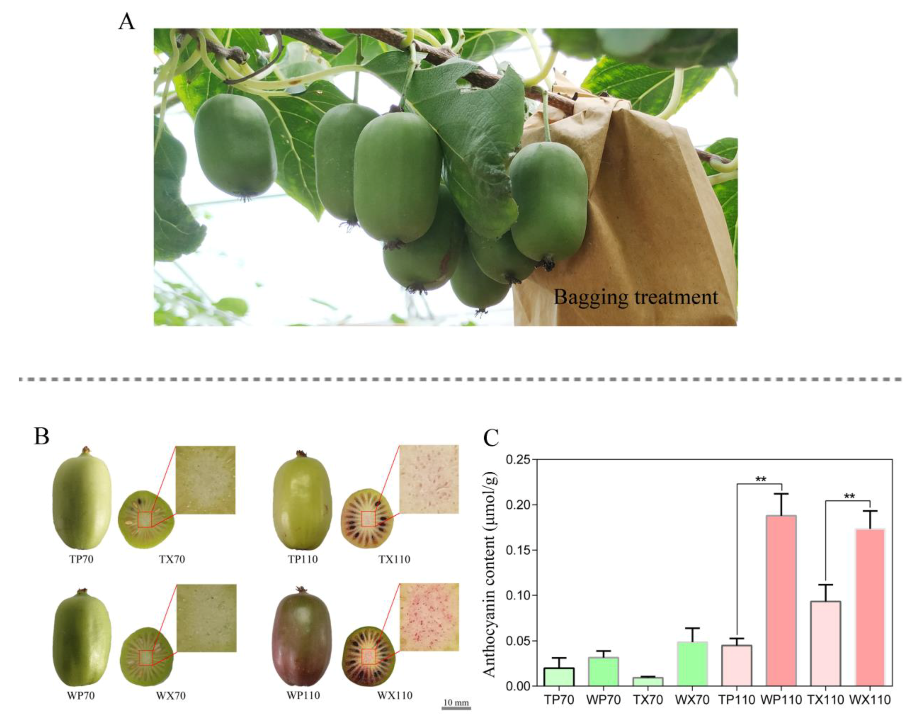 Biology 10 00648 g001