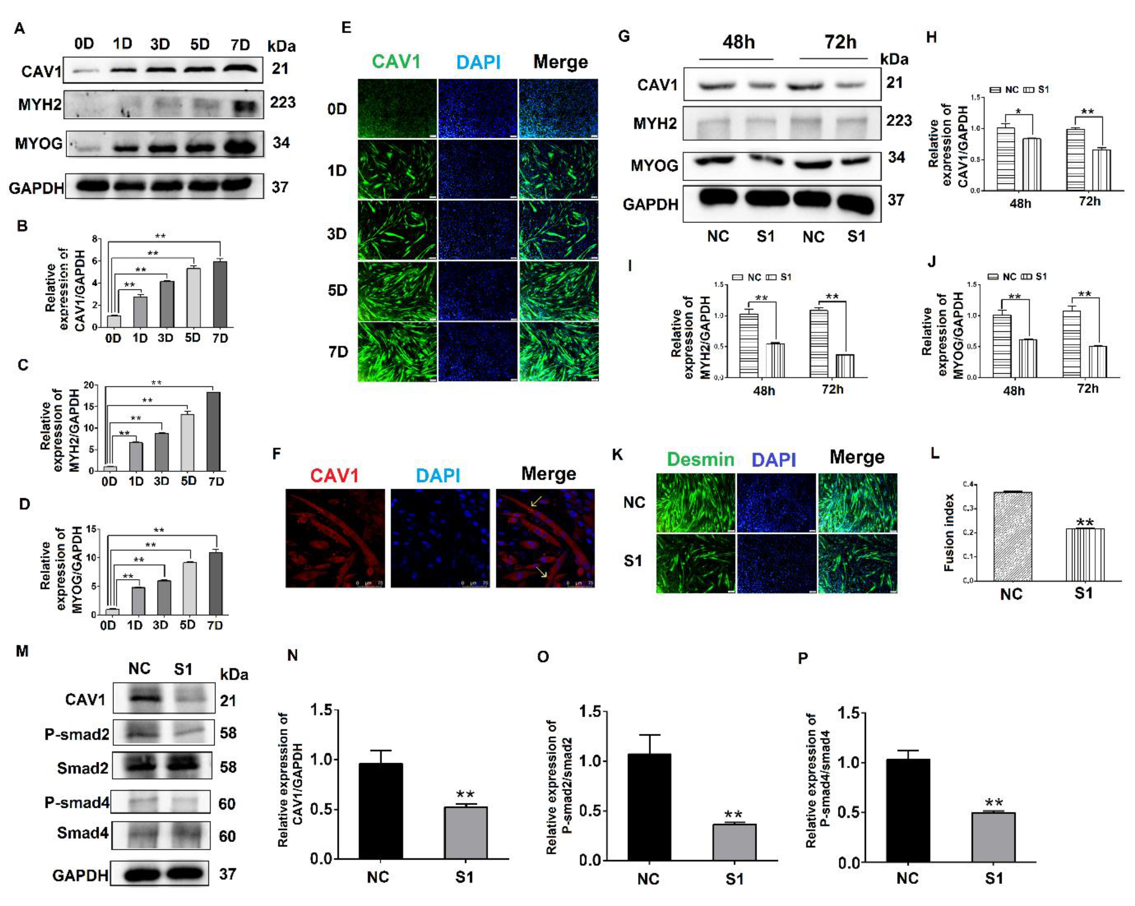 Biology 10 00686 g004