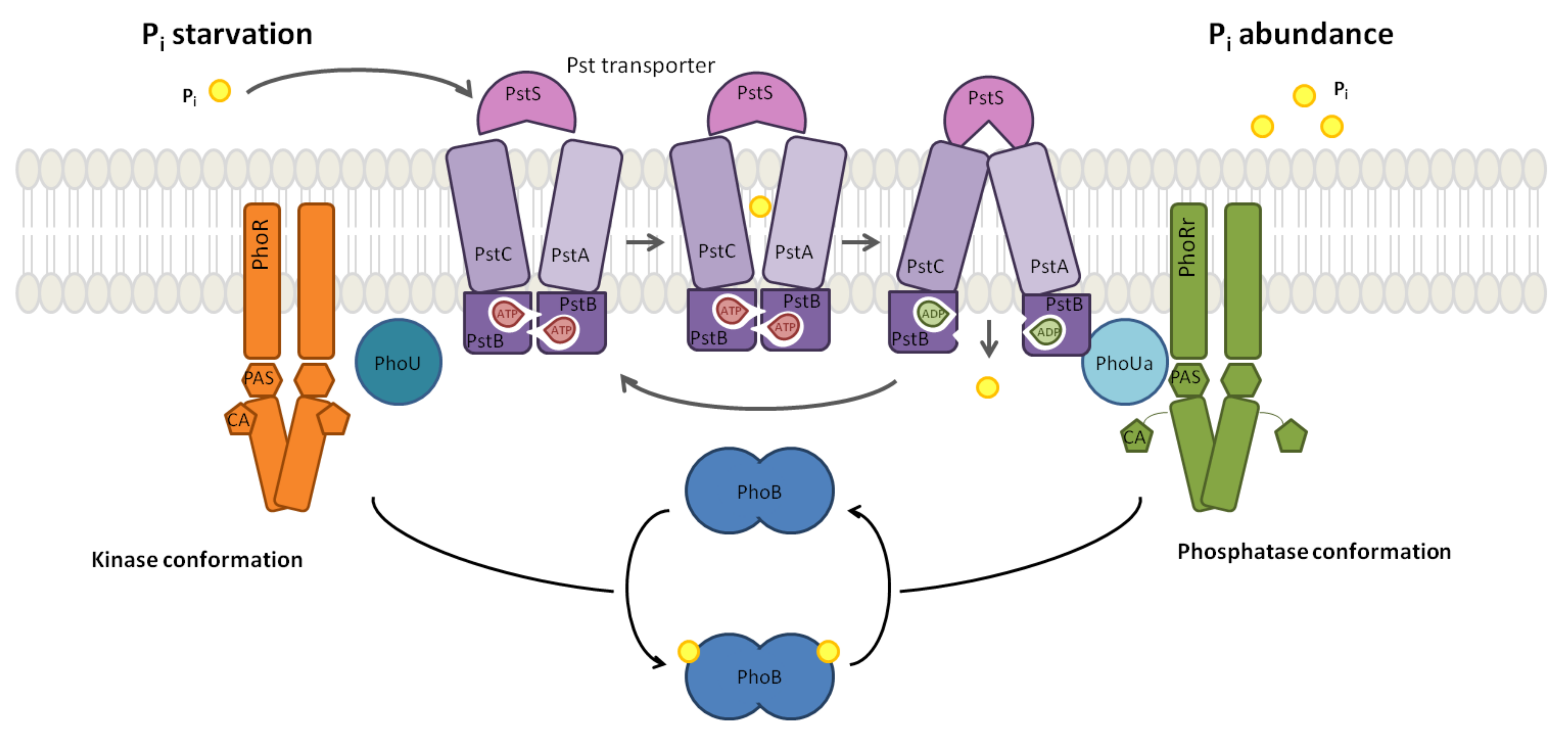 Biology 10 00724 g001