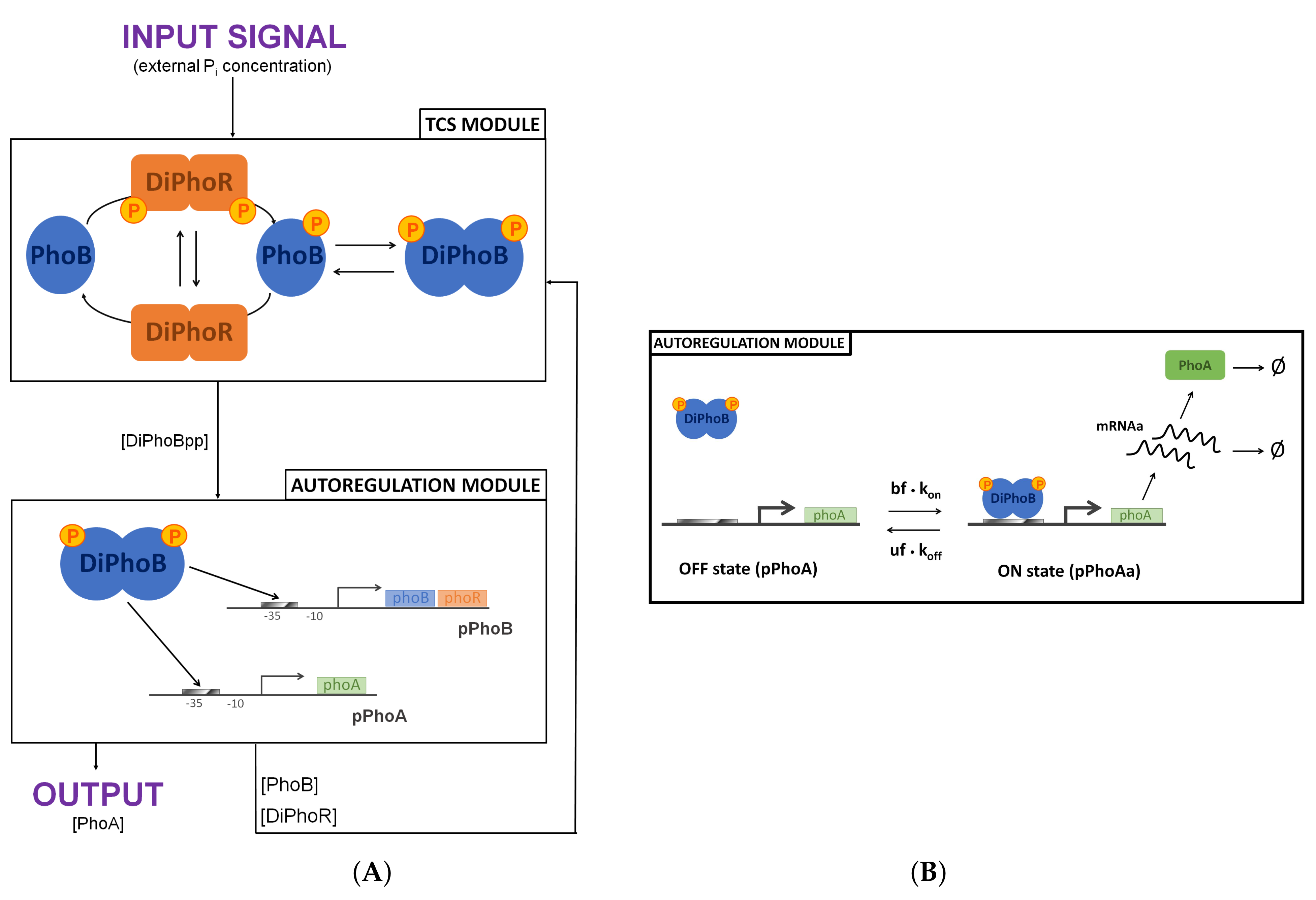 Biology 10 00724 g006