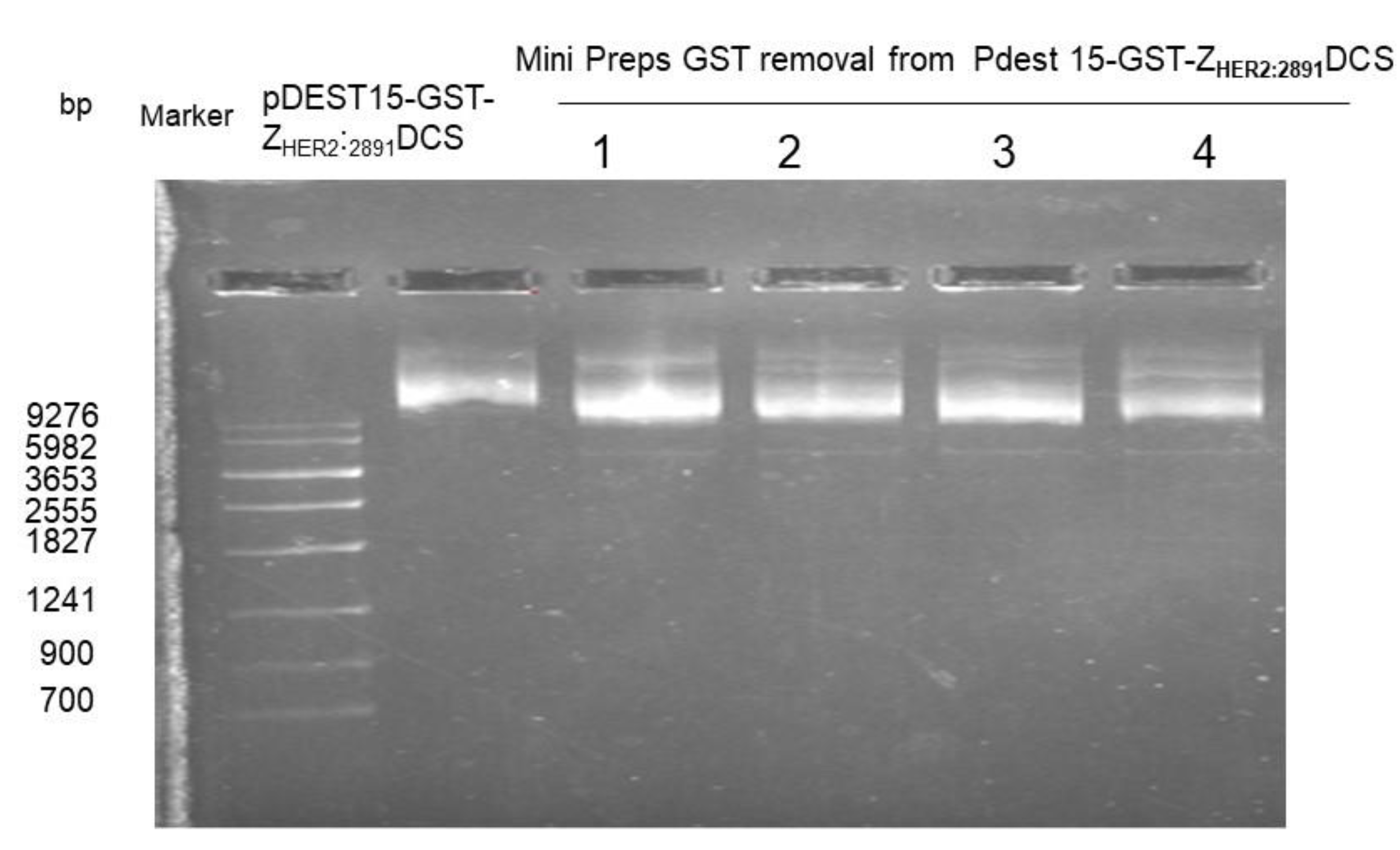 Biology 10 00758 g001 Biology 10 00758 g001