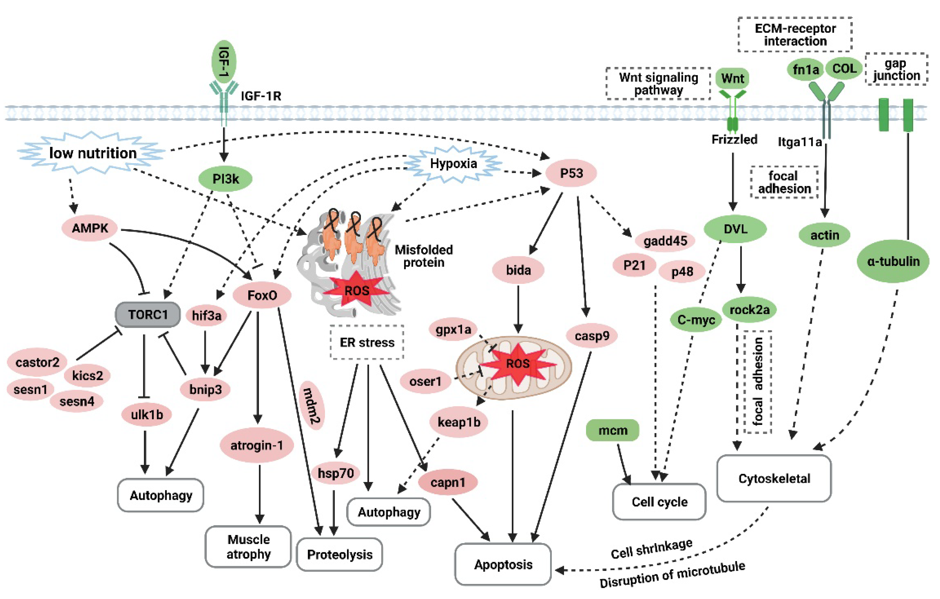 Biology 10 00761 g007