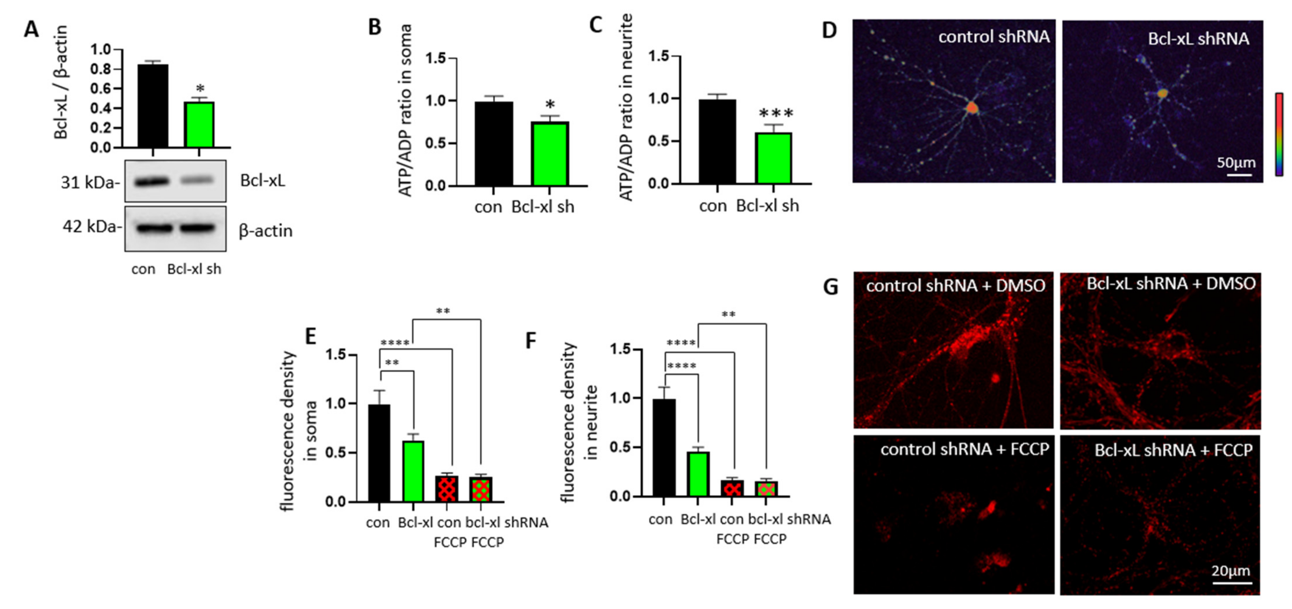 Biology 10 00772 g001