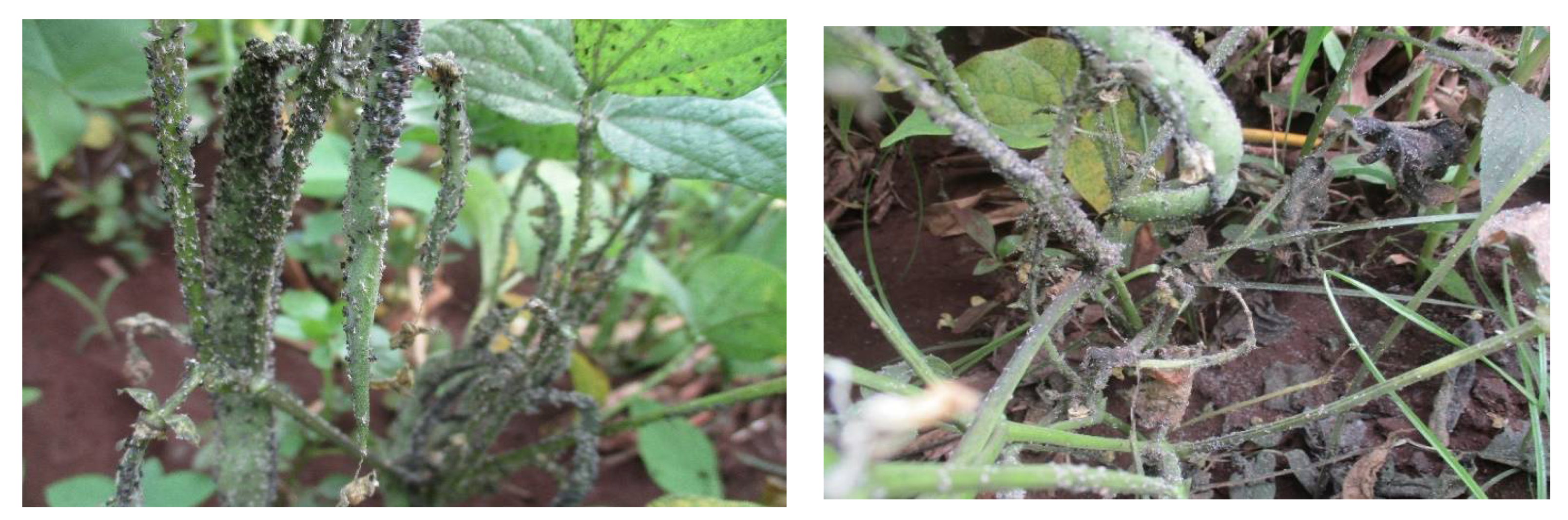 Biology 10 00805 g002