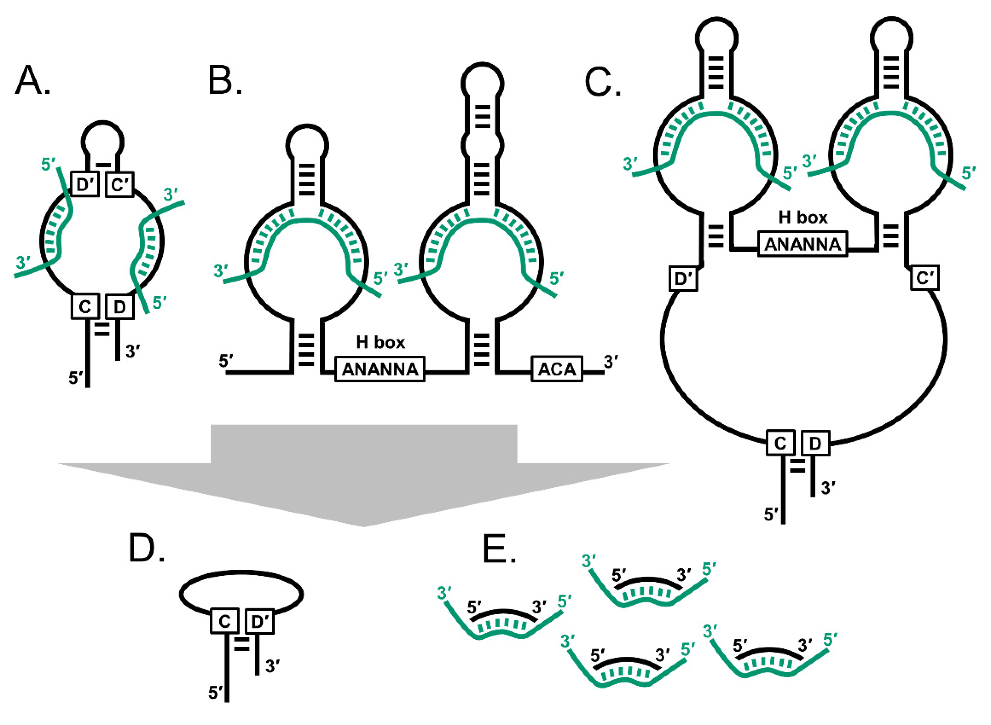 Biology 10 00809 g001