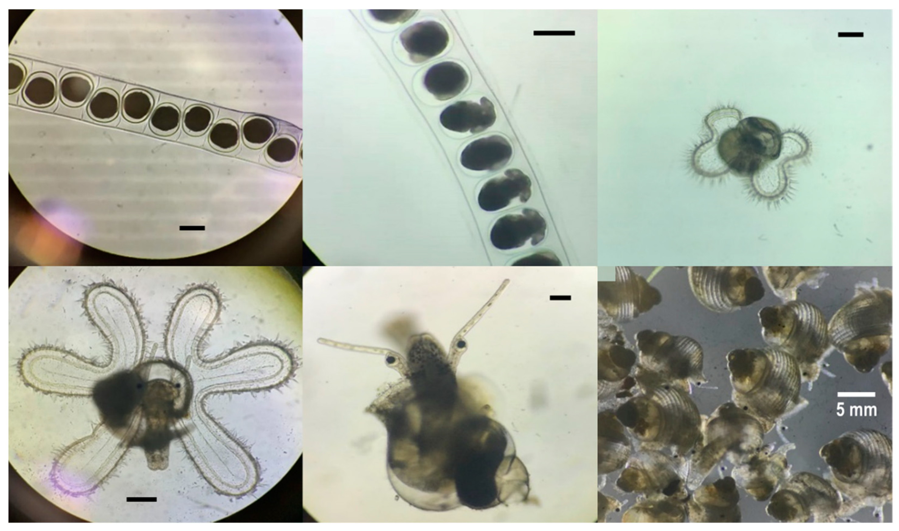 Biology 10 00812 g001