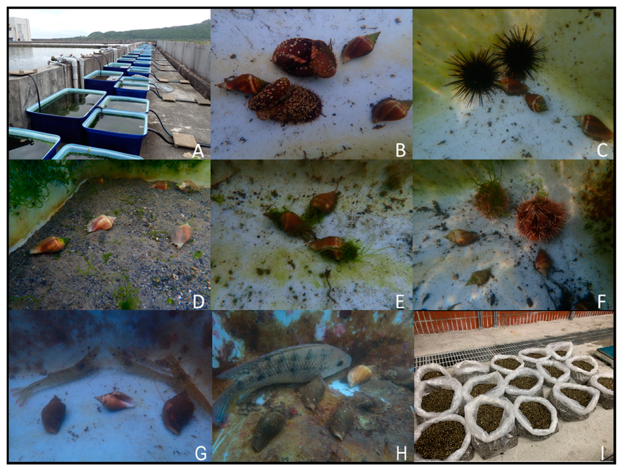 Biology 10 00812 g002