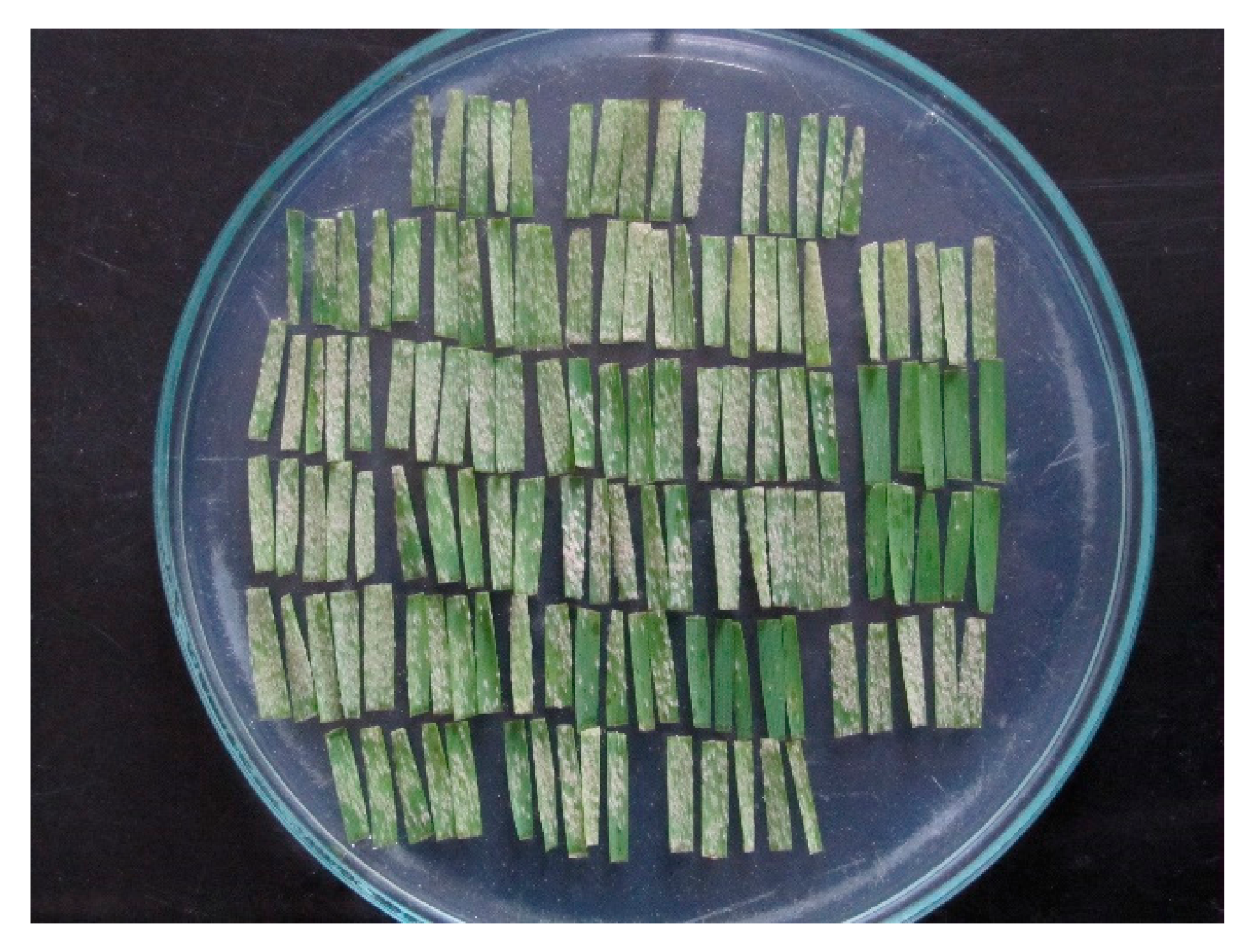 Biology 10 00846 g001