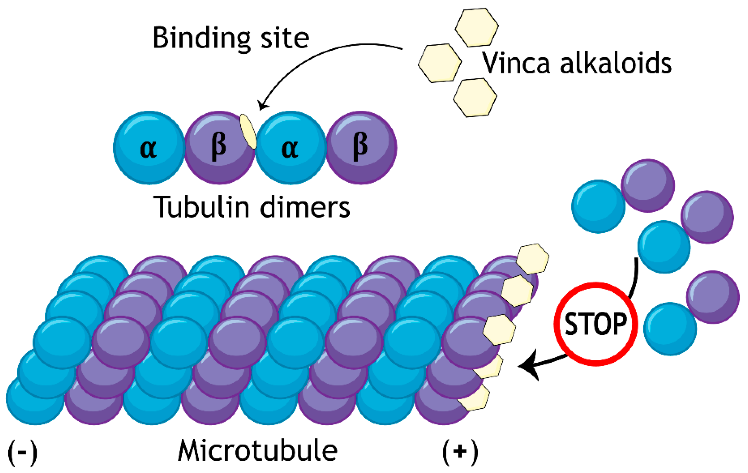 Biology 10 00849 g002 Biology 10 00849 g002