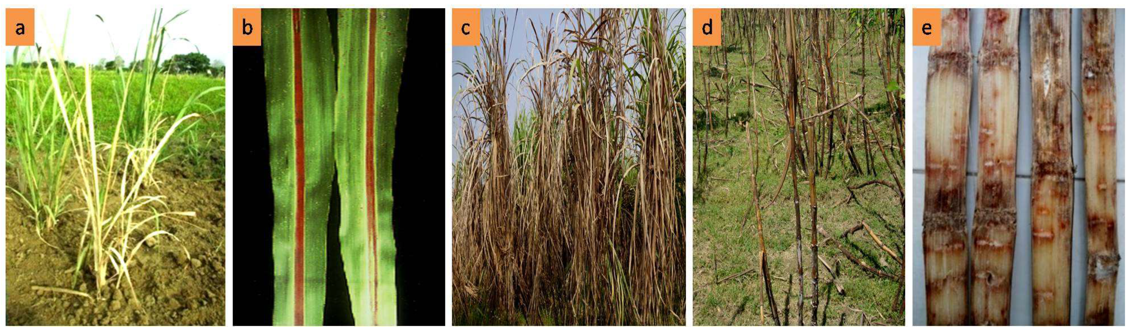 Biology 10 00862 g001