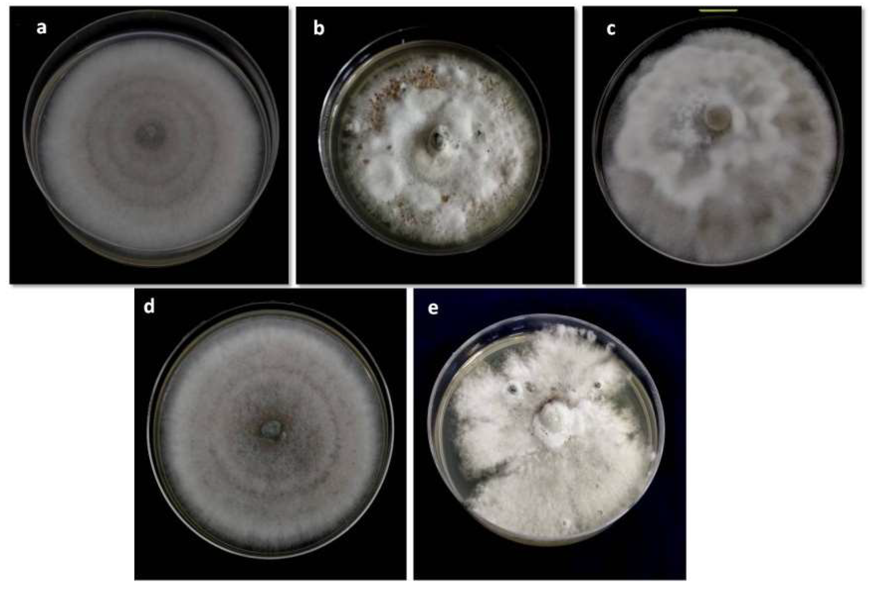 Biology 10 00862 g002