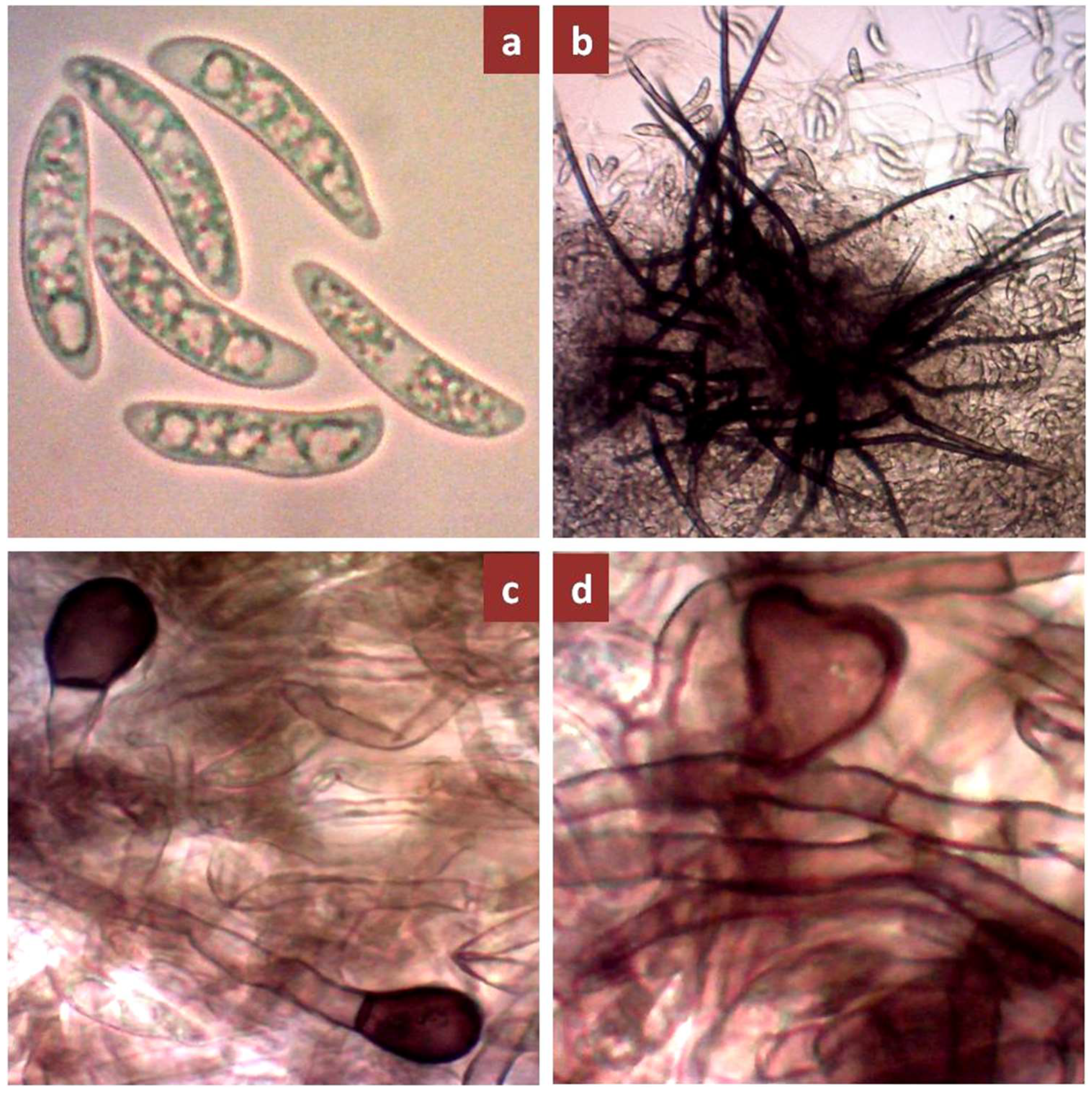 Biology 10 00862 g003