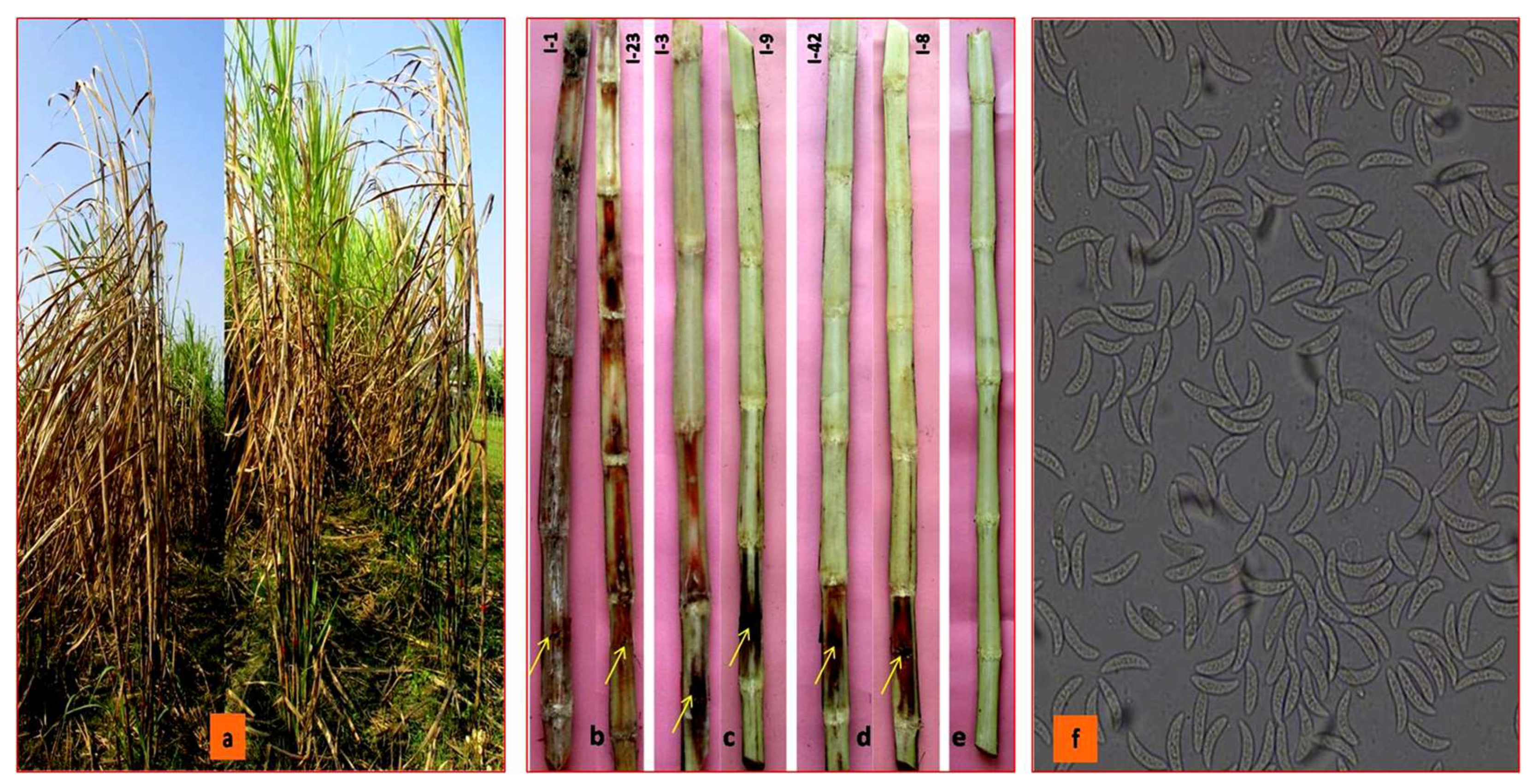 Biology 10 00862 g004