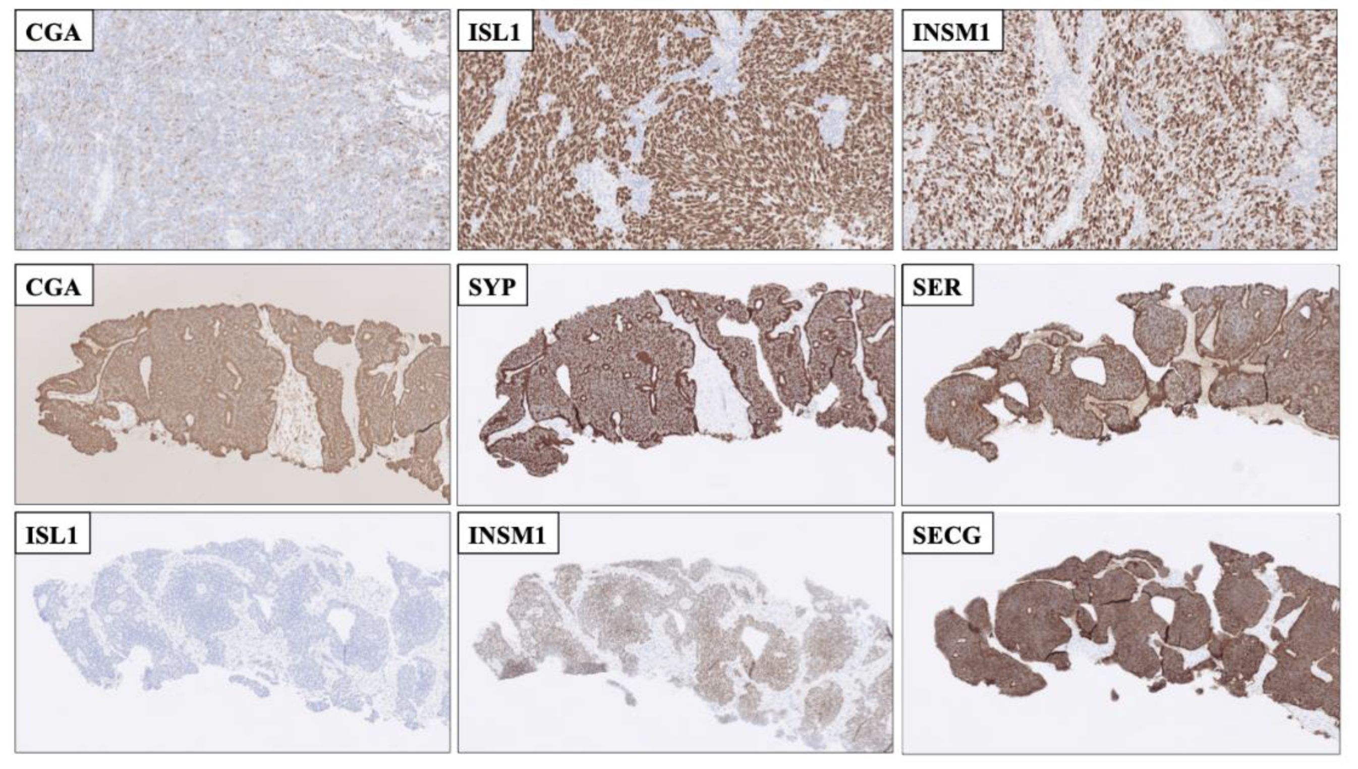Biology 10 00874 g003