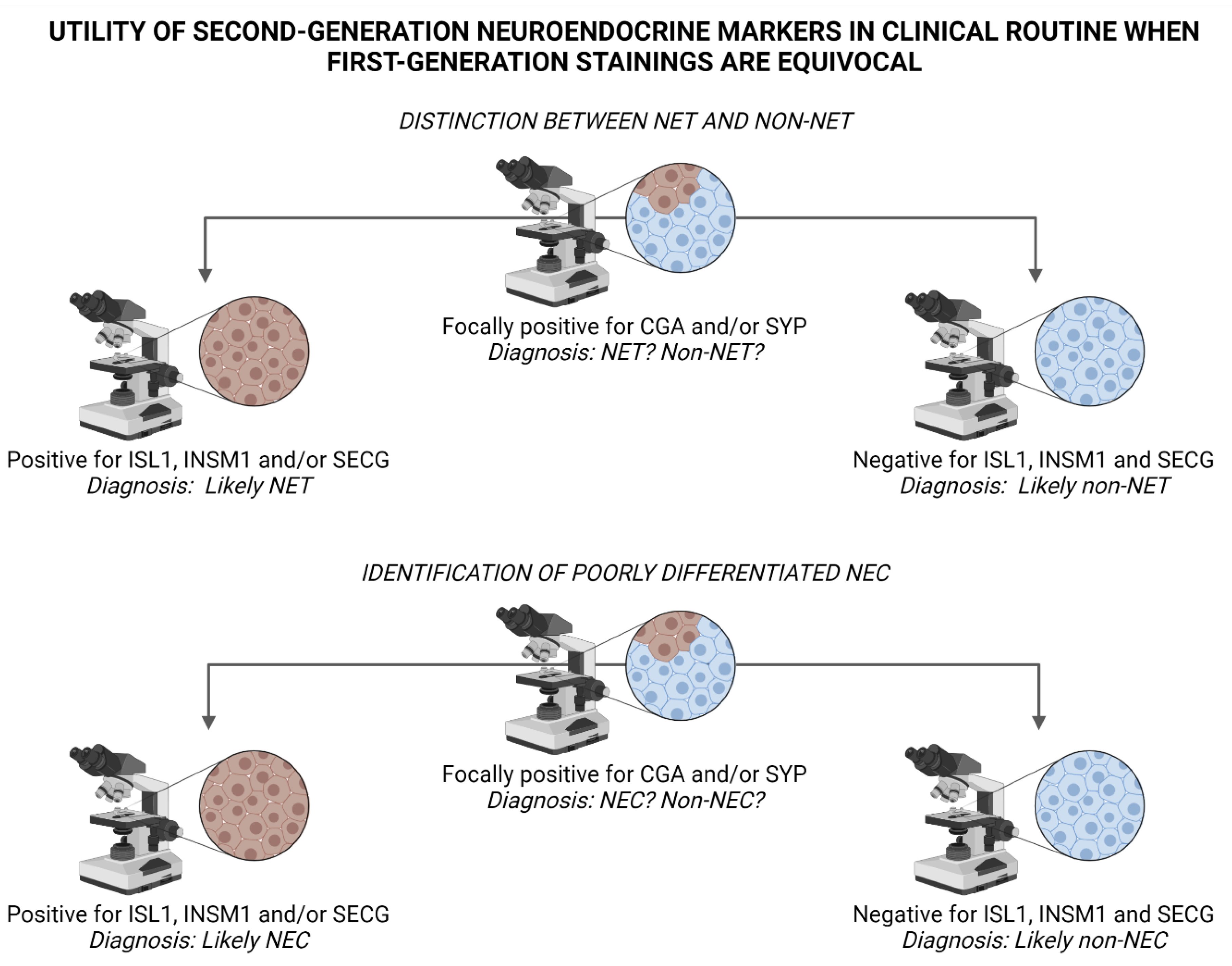 Biology 10 00874 g004