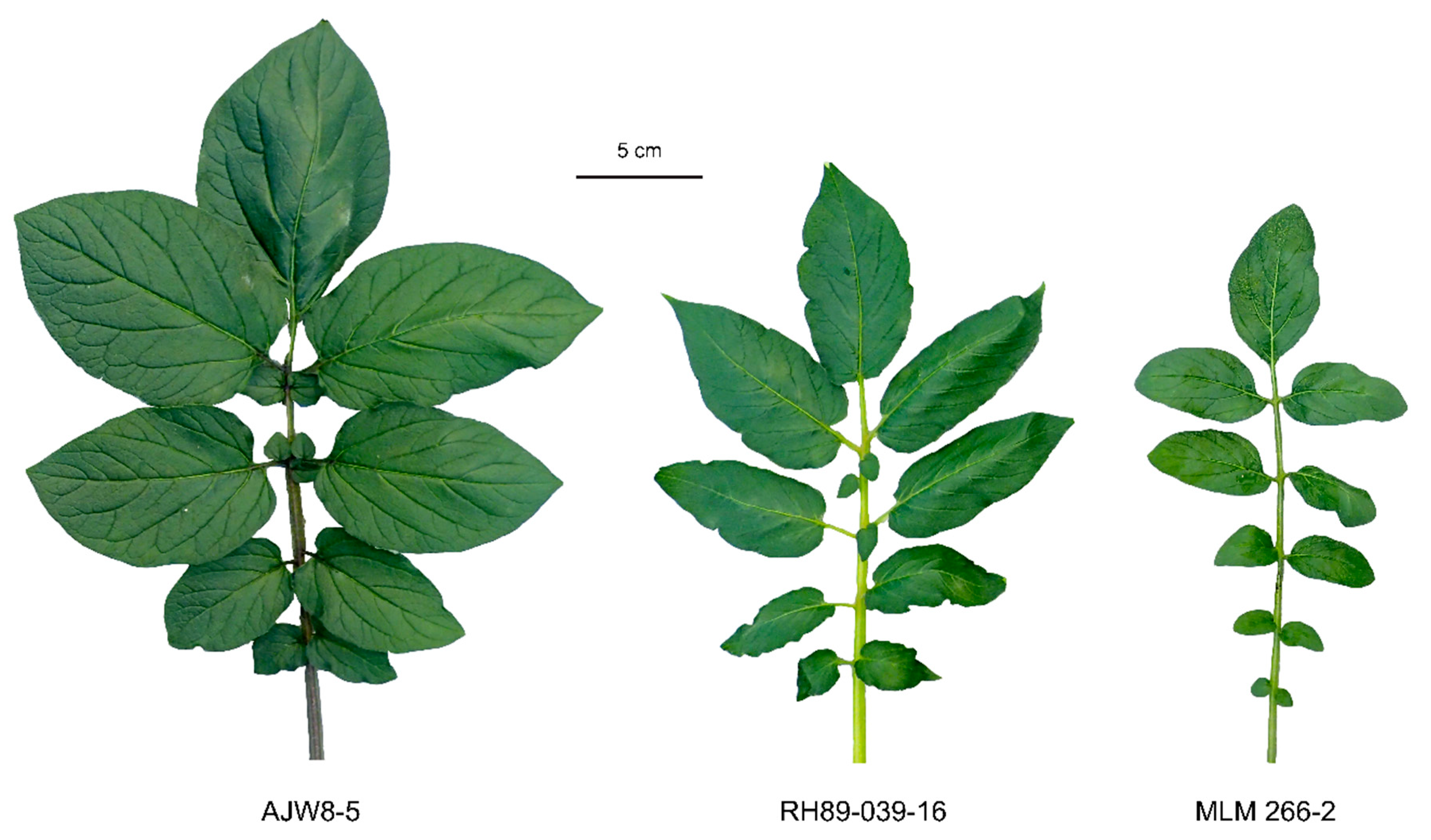 Biology 10 00892 g003