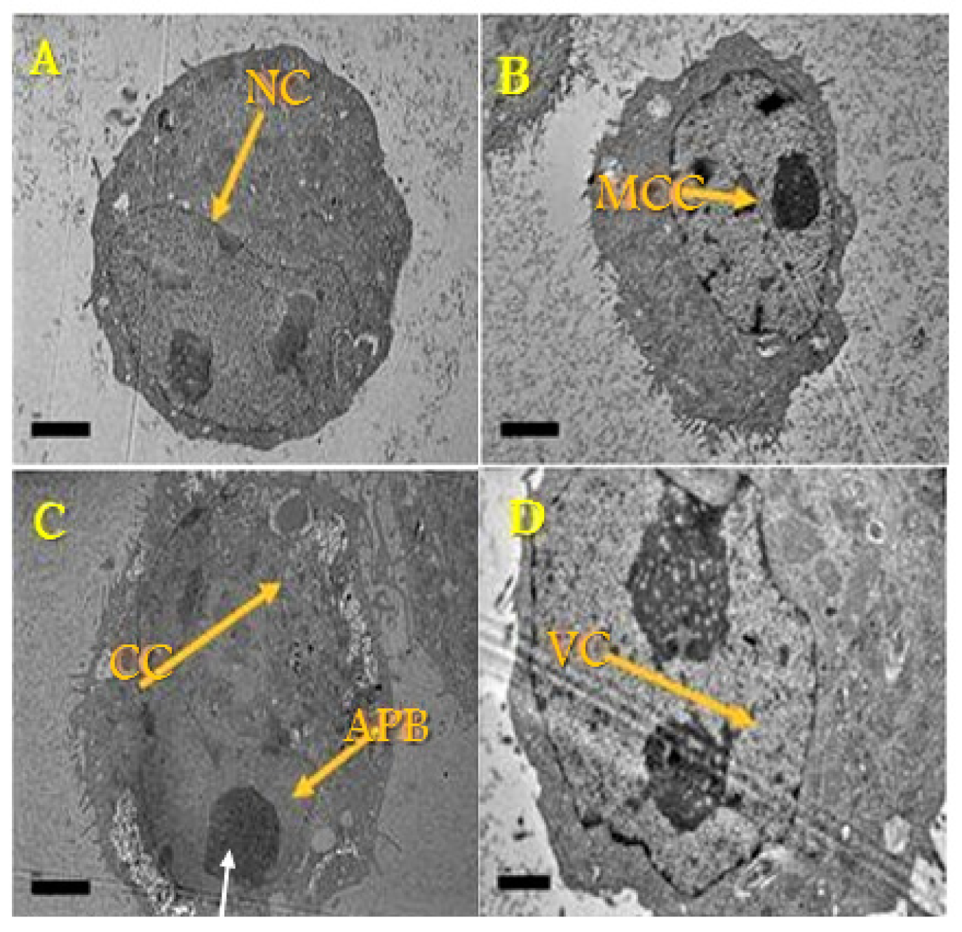 Biology 10 00909 g003