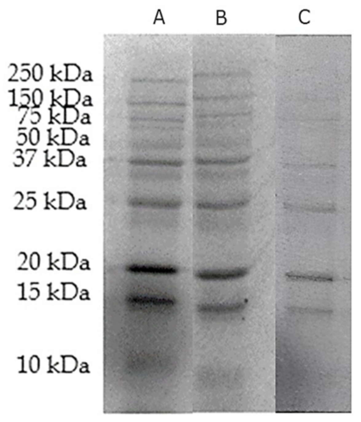 Biology 10 00909 g006