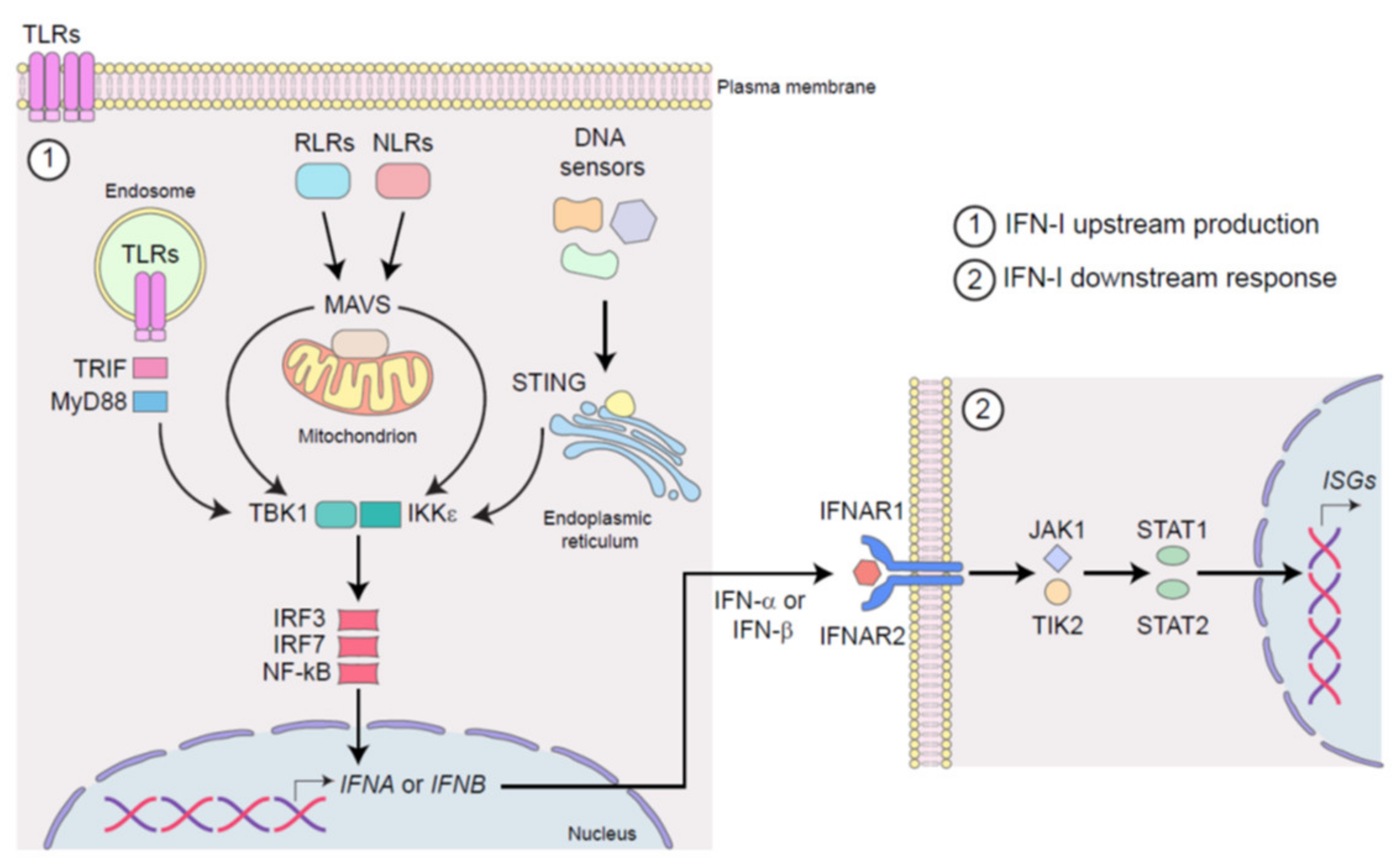 Biology 10 00913 g001