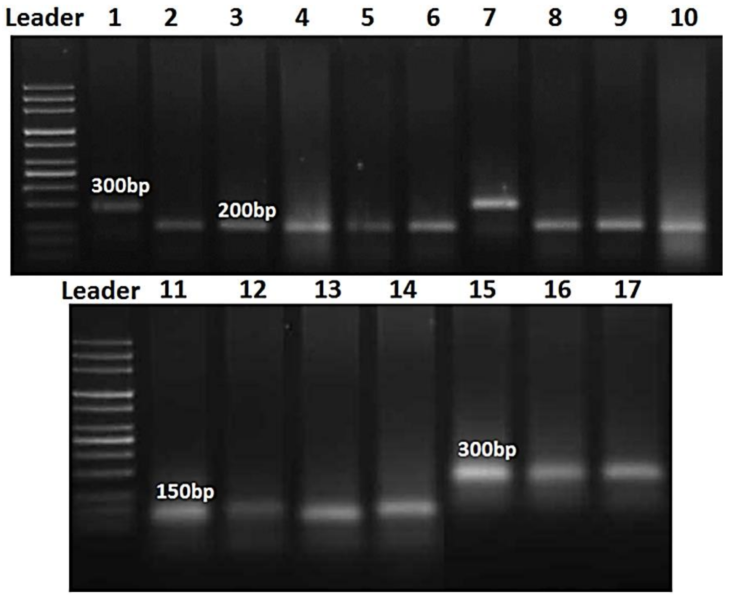 Biology 10 00925 g006 Biology 10 00925 g006