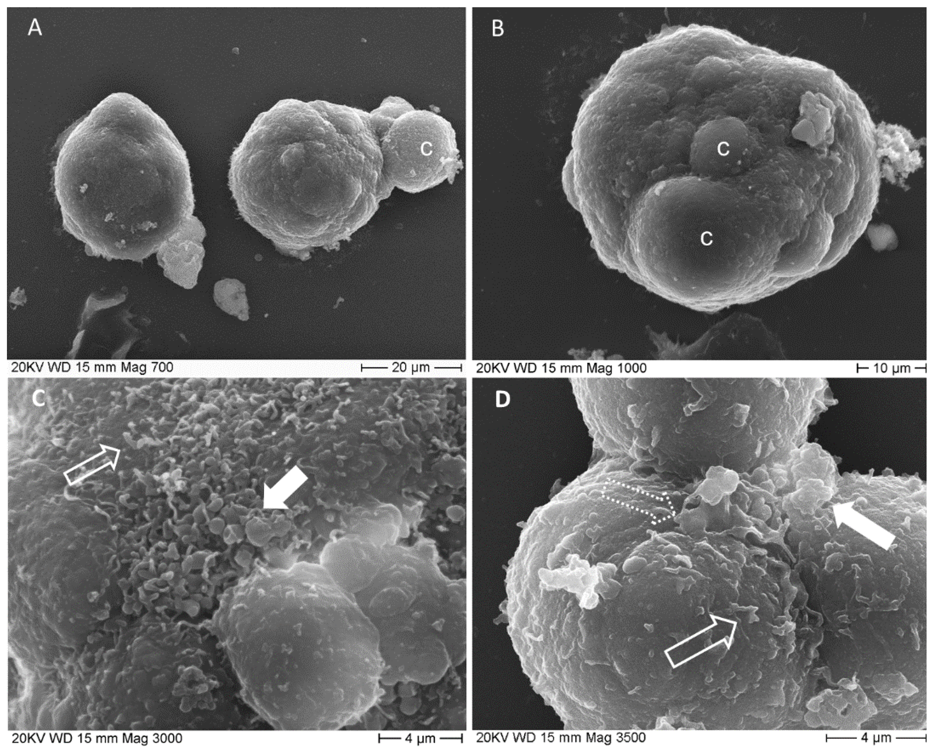 Biology 10 00929 g002